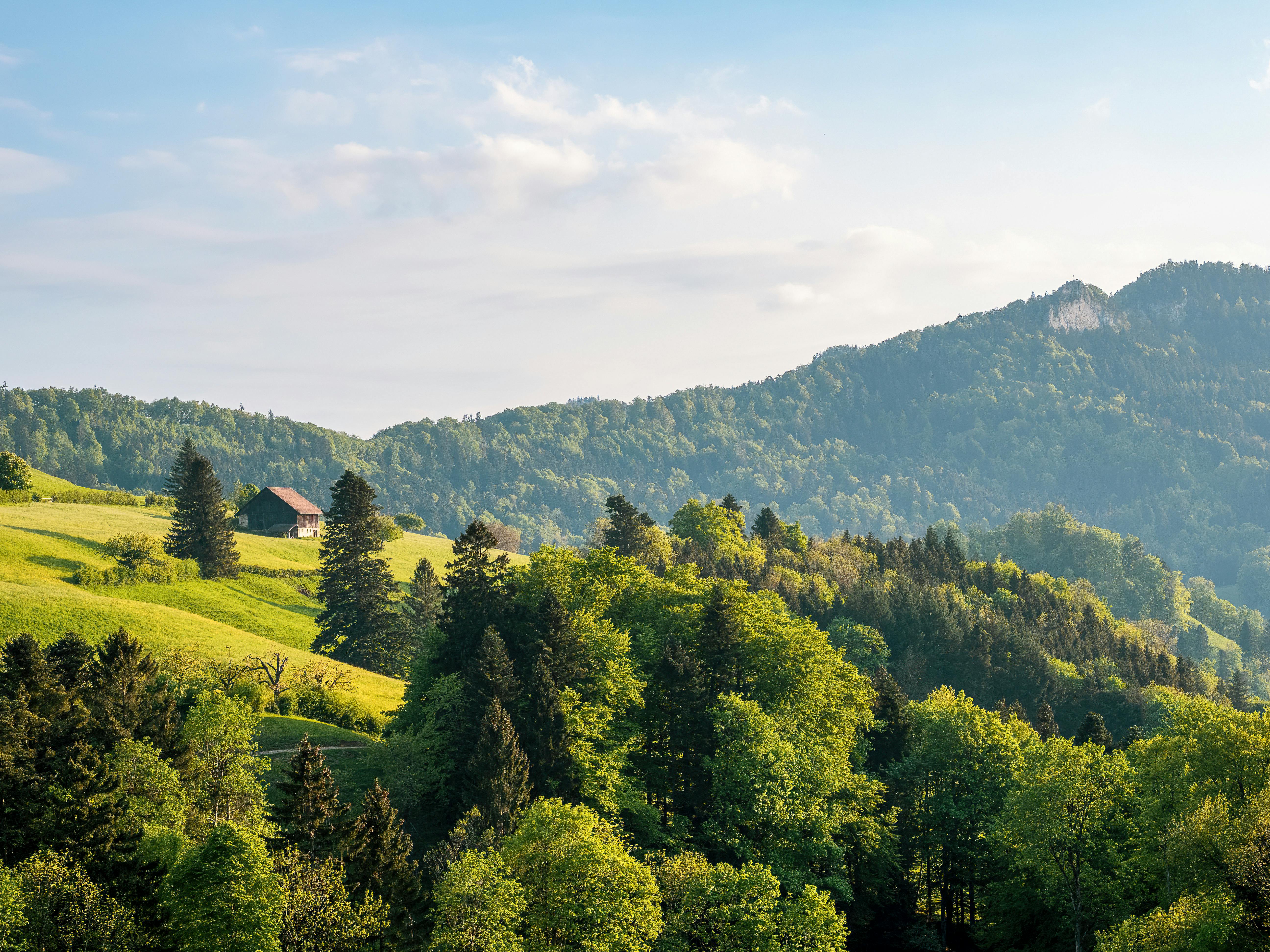 Mountainous valley with evergreen forest against misty sky · Free