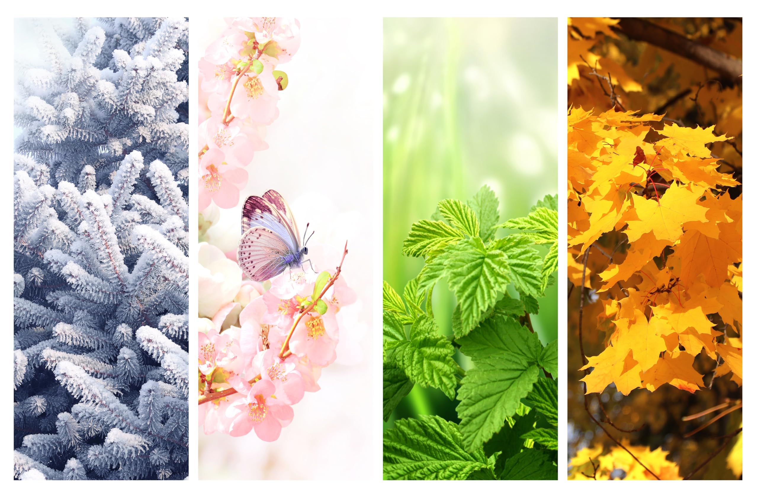 Summer Autumn Winter Spring Wallpapers - Wallpaper Cave