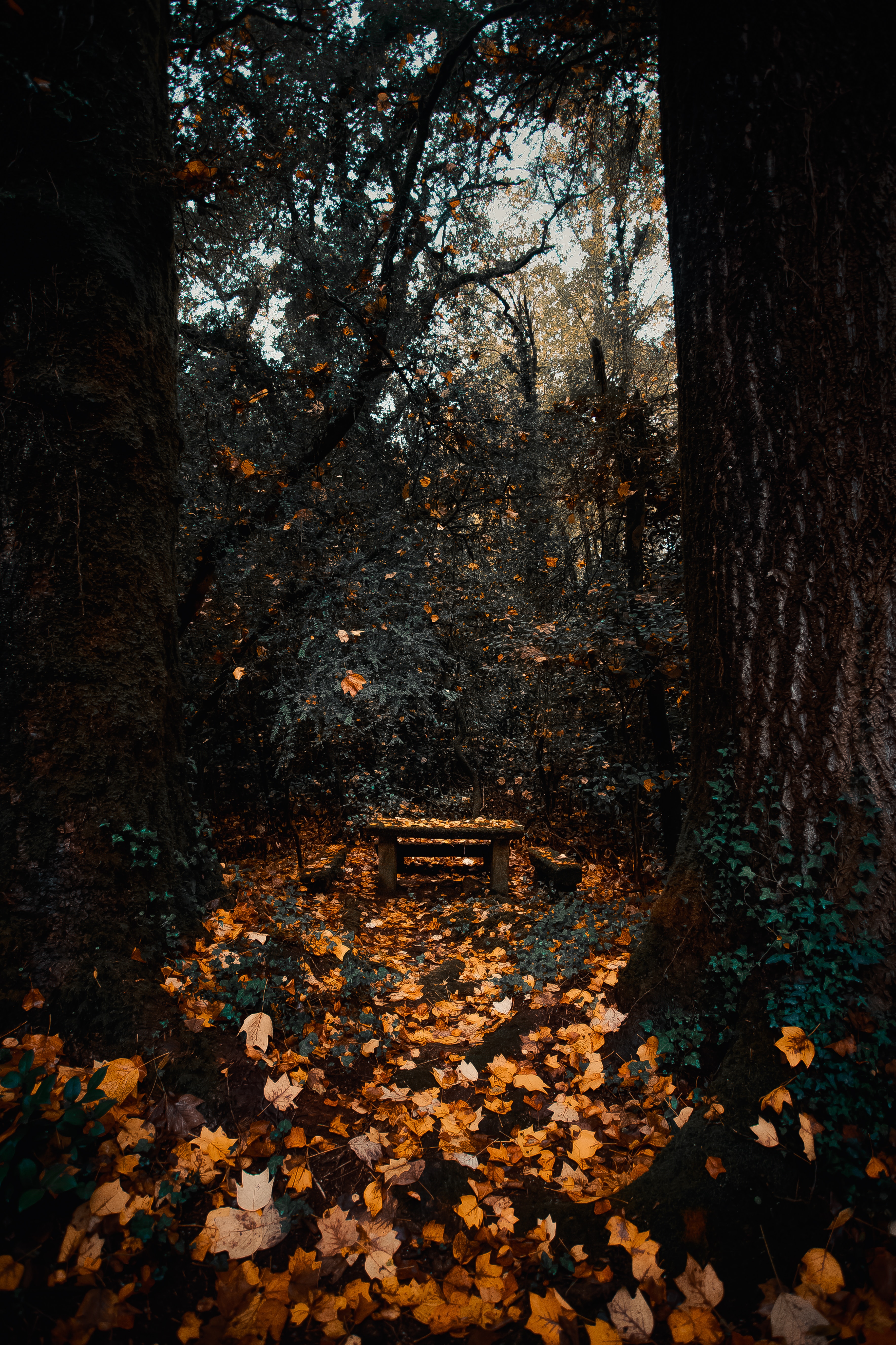 Phone wallpaper: Autumn, Trees, Nature, Forest, Foliage 144092