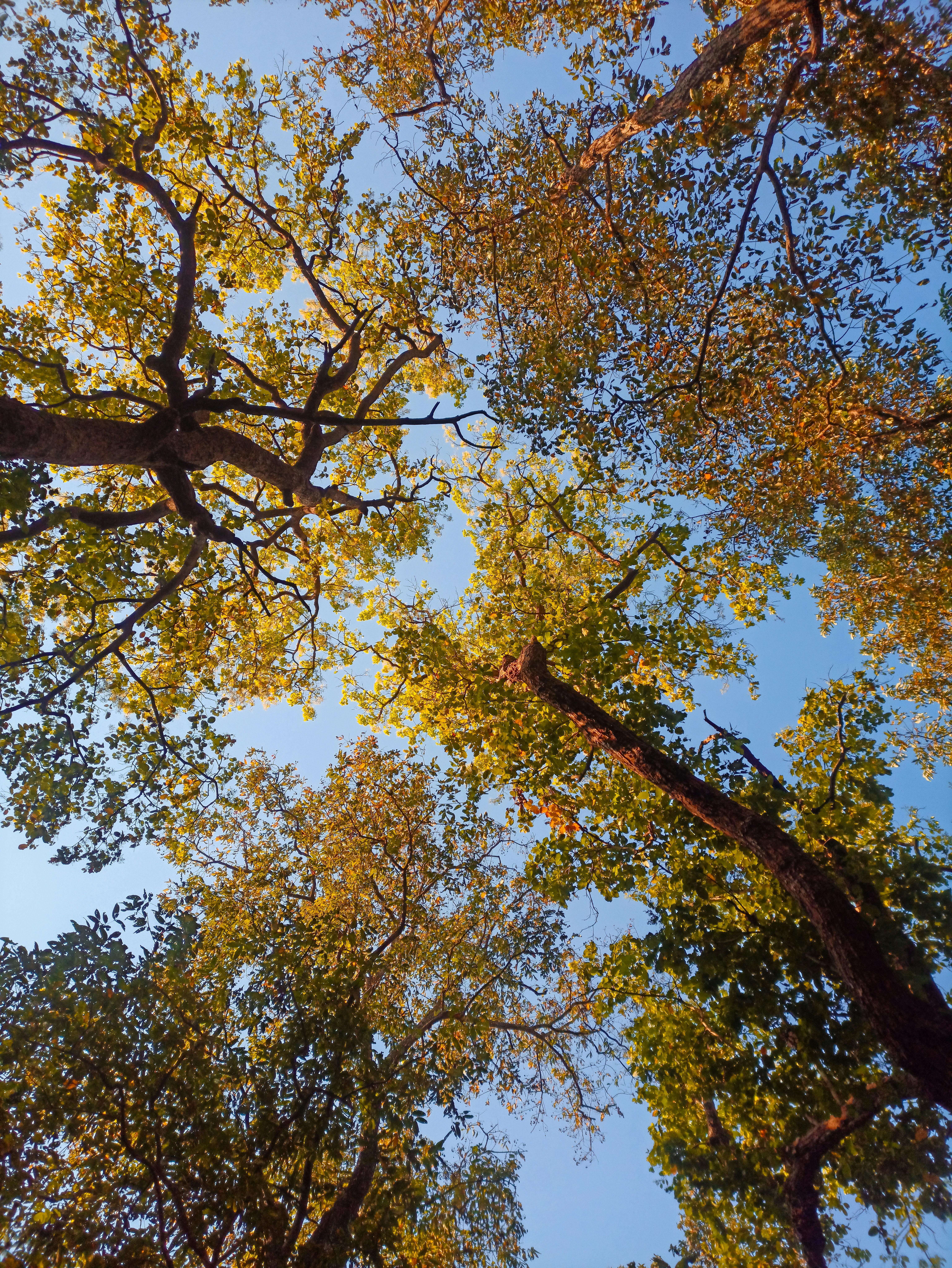 A view of the trees from the ground looking up · Free