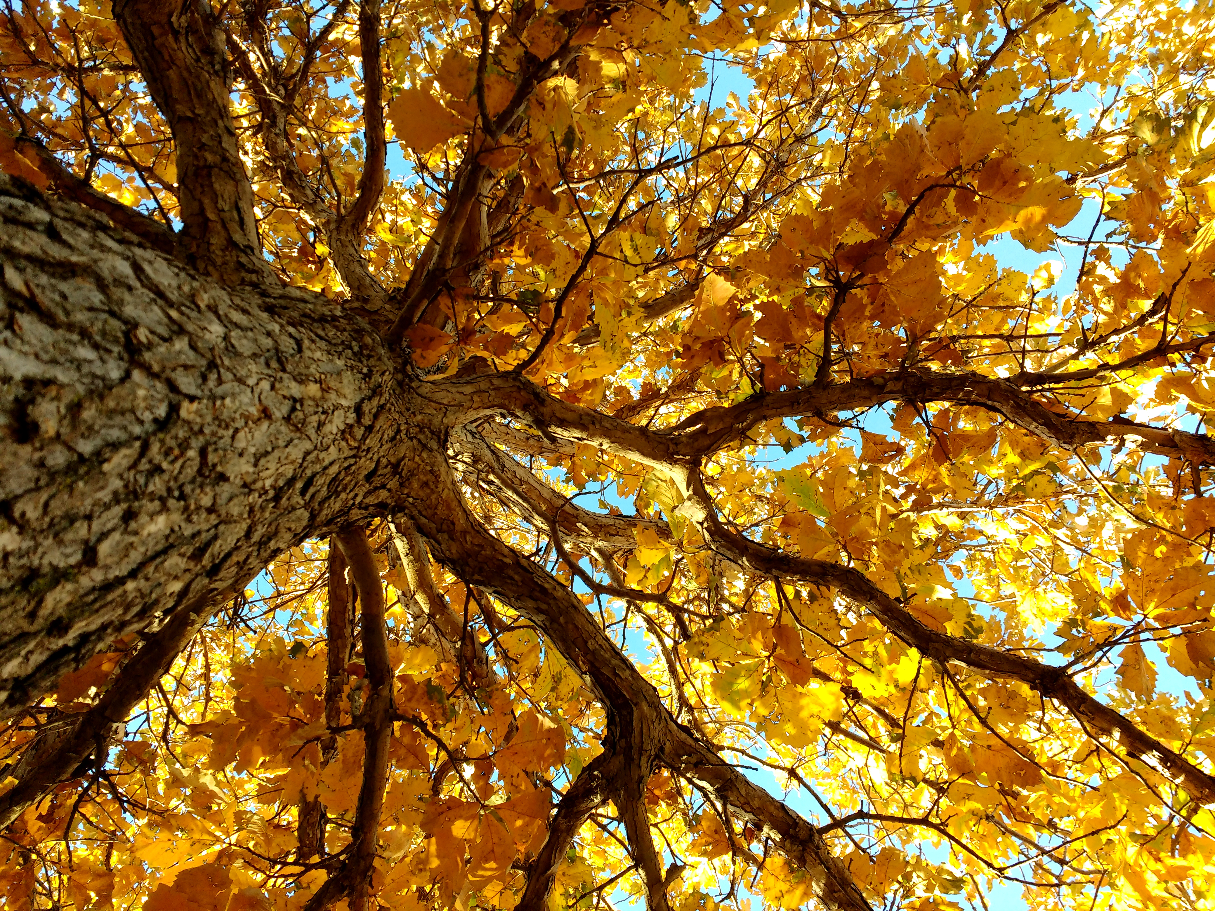Autumn Tree From Below
