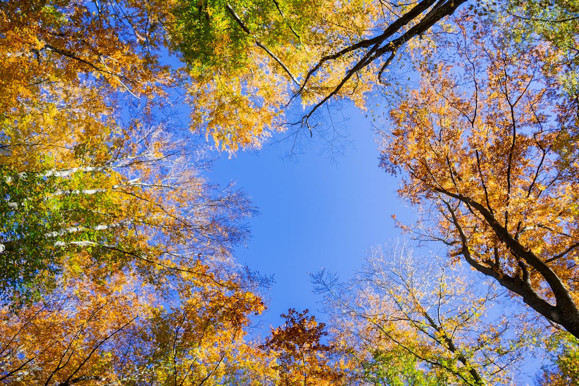 Trees Under the Blue Sky · Free