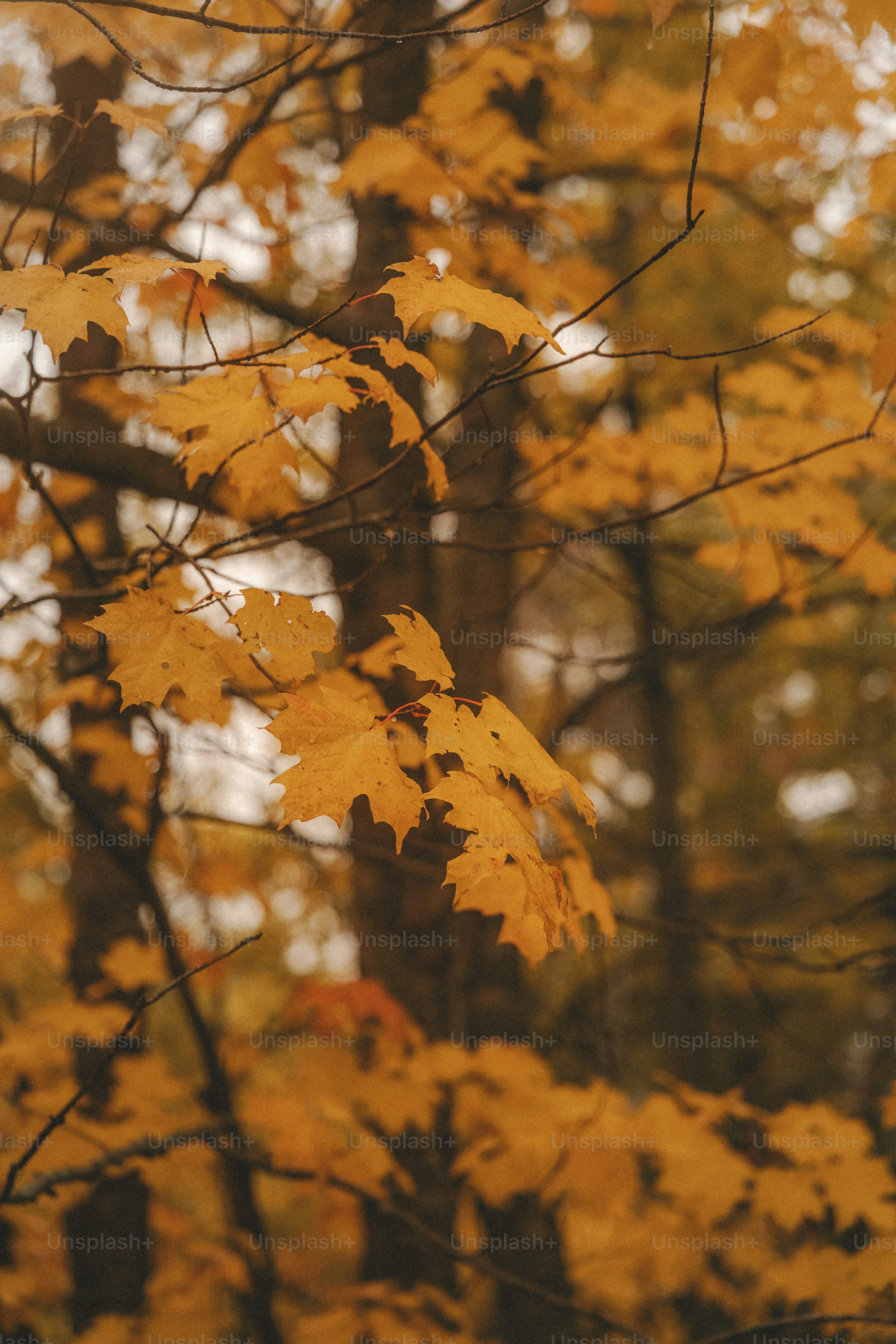 30,Autumn Tree Picture. Download Free Image