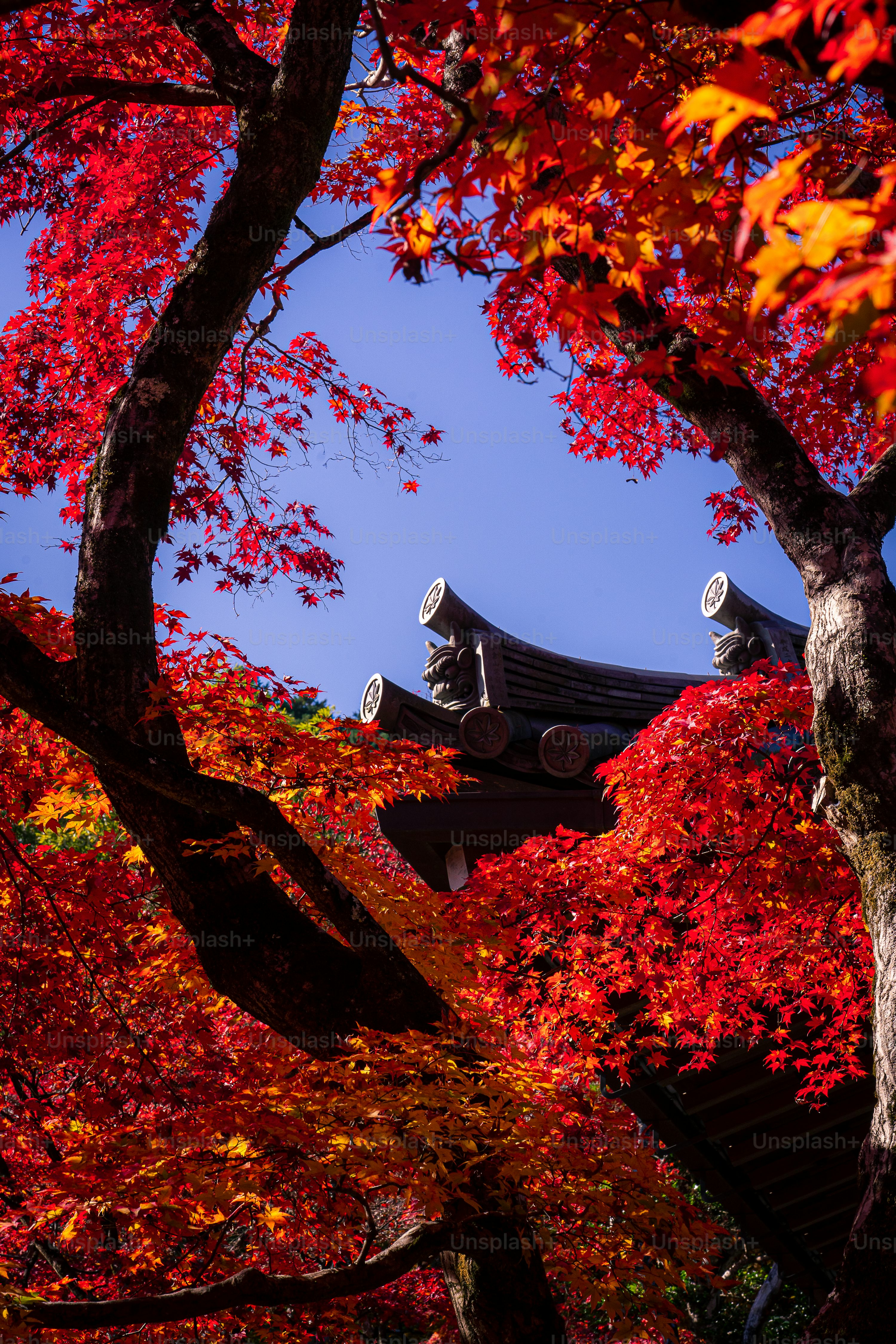 A tree with red leaves and a building in the background photo