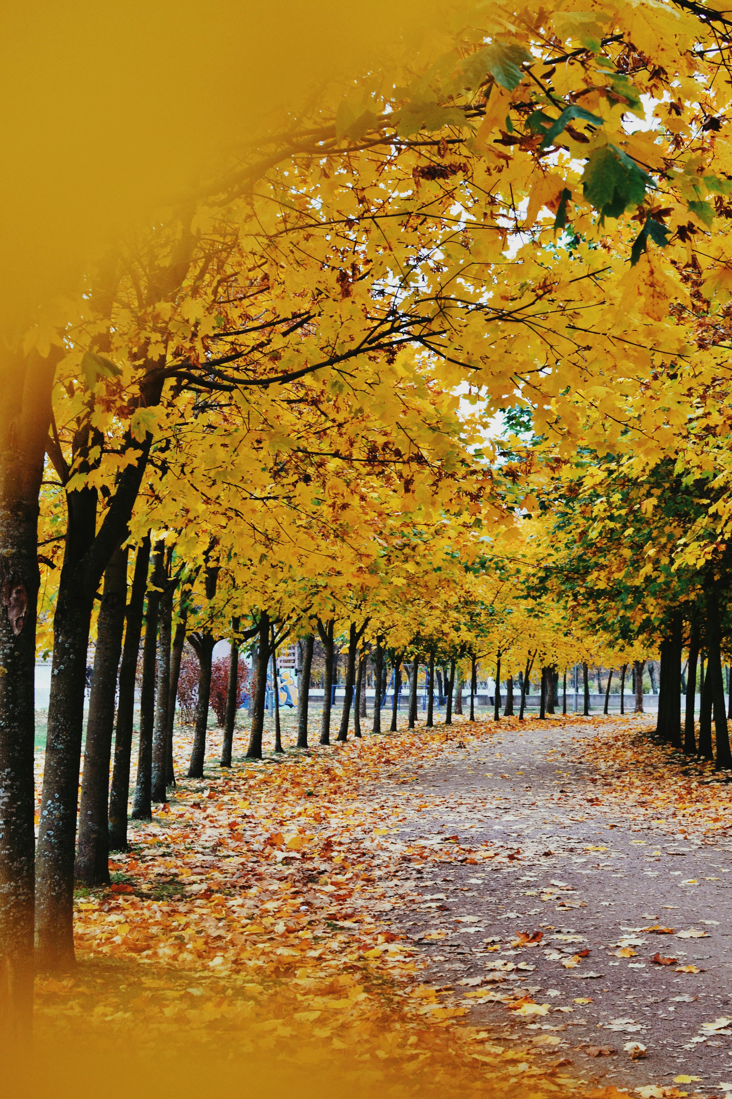 Autumn Trees at the Park · Free