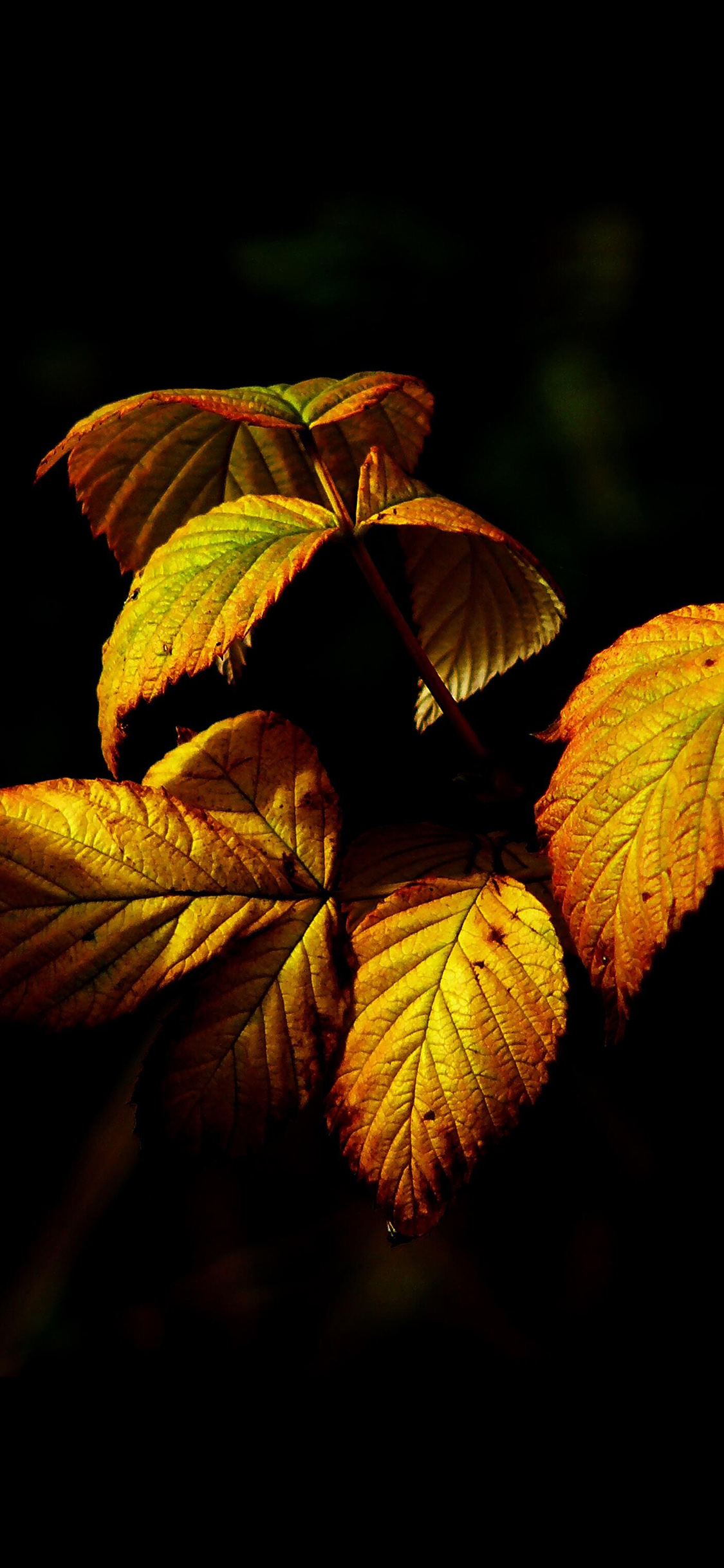wallpaper. fall leaf dark nature