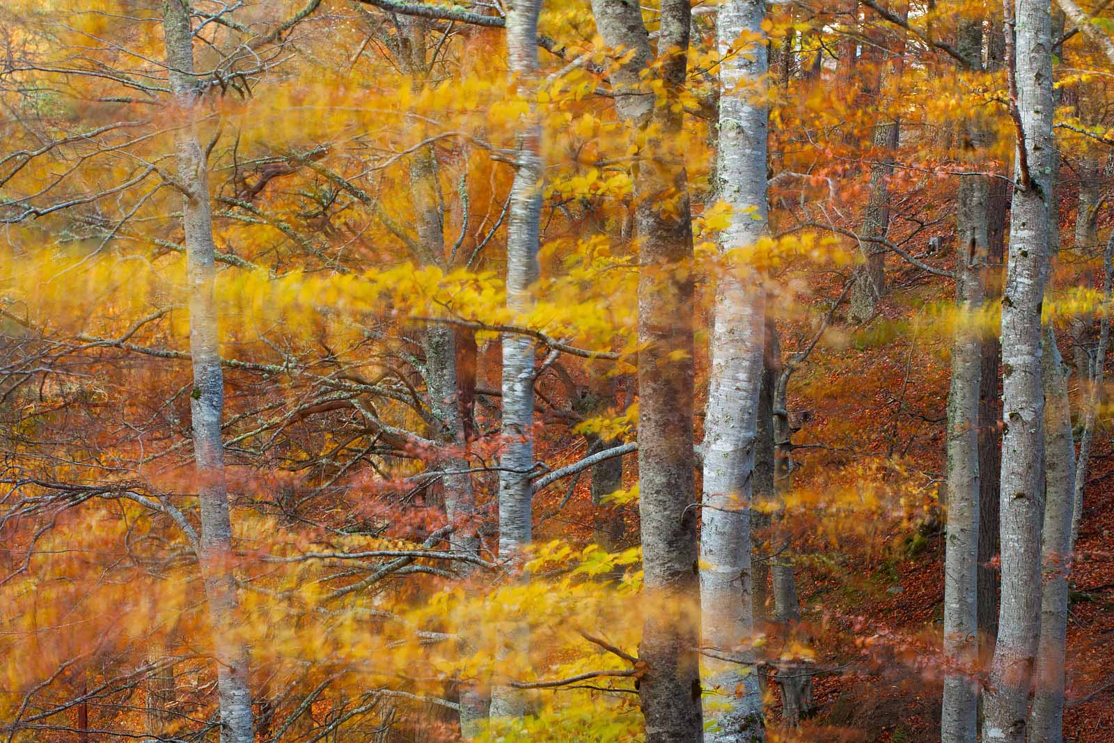 Autumn Photography: Taking Creative Photo of Autumn Trees