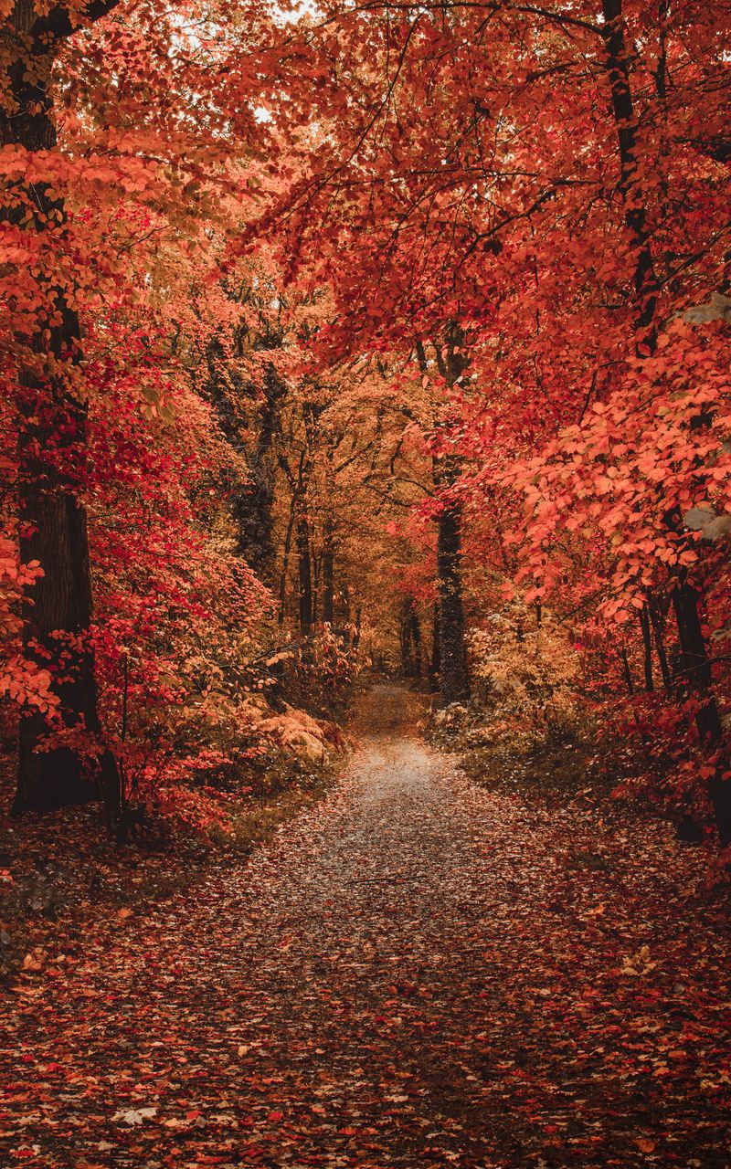 Download Wallpaper 800x1280 Autumn, Forest, Path, Foliage, Trees, Autumn Colors Samsung Galaxy Note Gt N7000, Meizu Mx2 HD Background