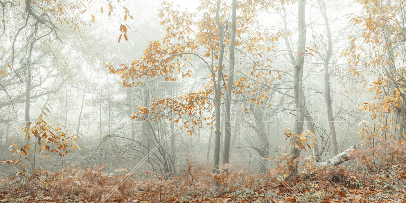 Autumn Trees in the Mist