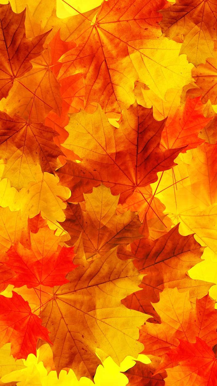 pastel, orange, couleur orange , orange monochrome, orangeisthenewblack, autumn, ton orangé , orange vibes, automne, orange. Herfst fotografie, Achtergronden, Foto's