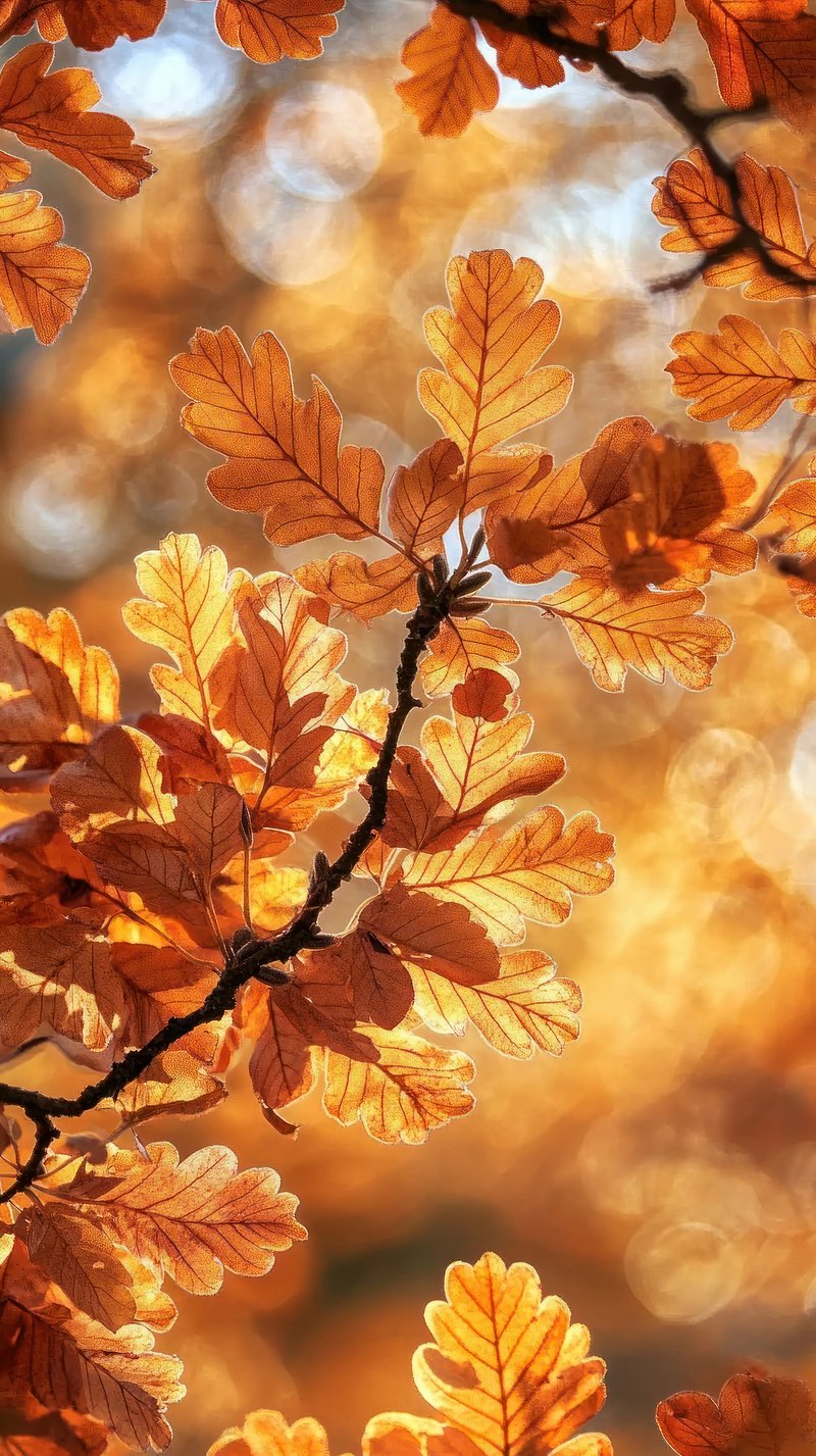 Wallpaper Autumn Image Wallpaper