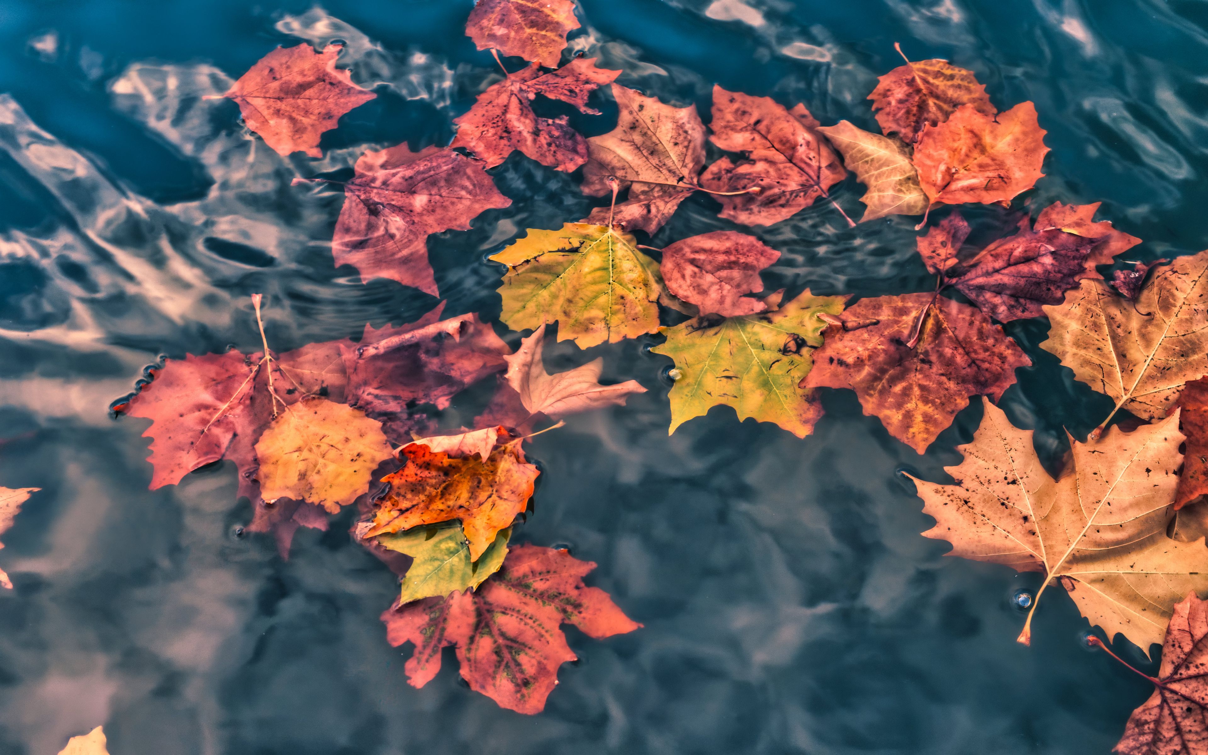 Autumn leaves Wallpaper 4k for Desktop