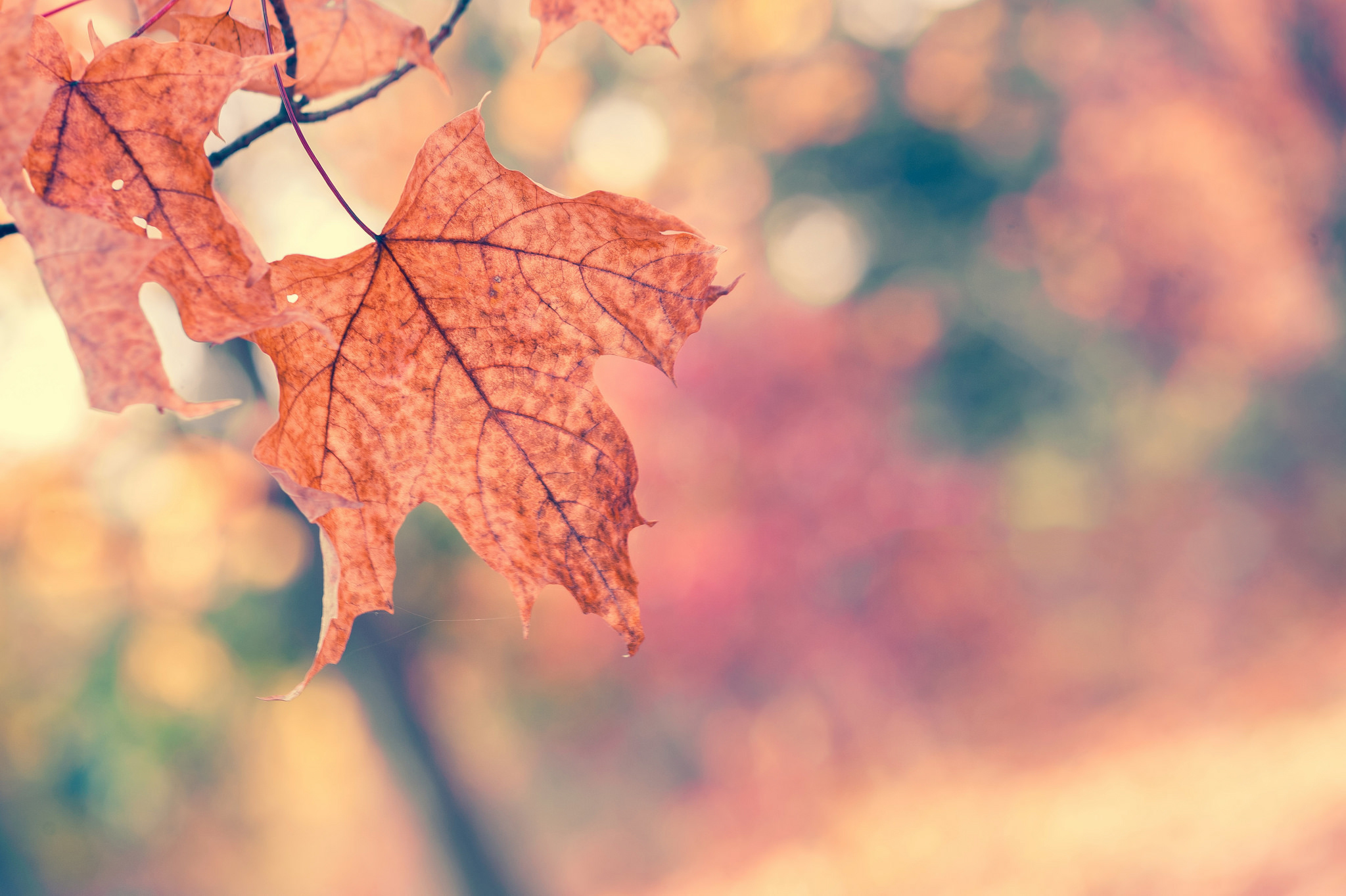Wallpaper autumn, macro, nature, tree, branch, Leaves, orange, maple for mobile and desktop, section макро, resolution 2048x1363