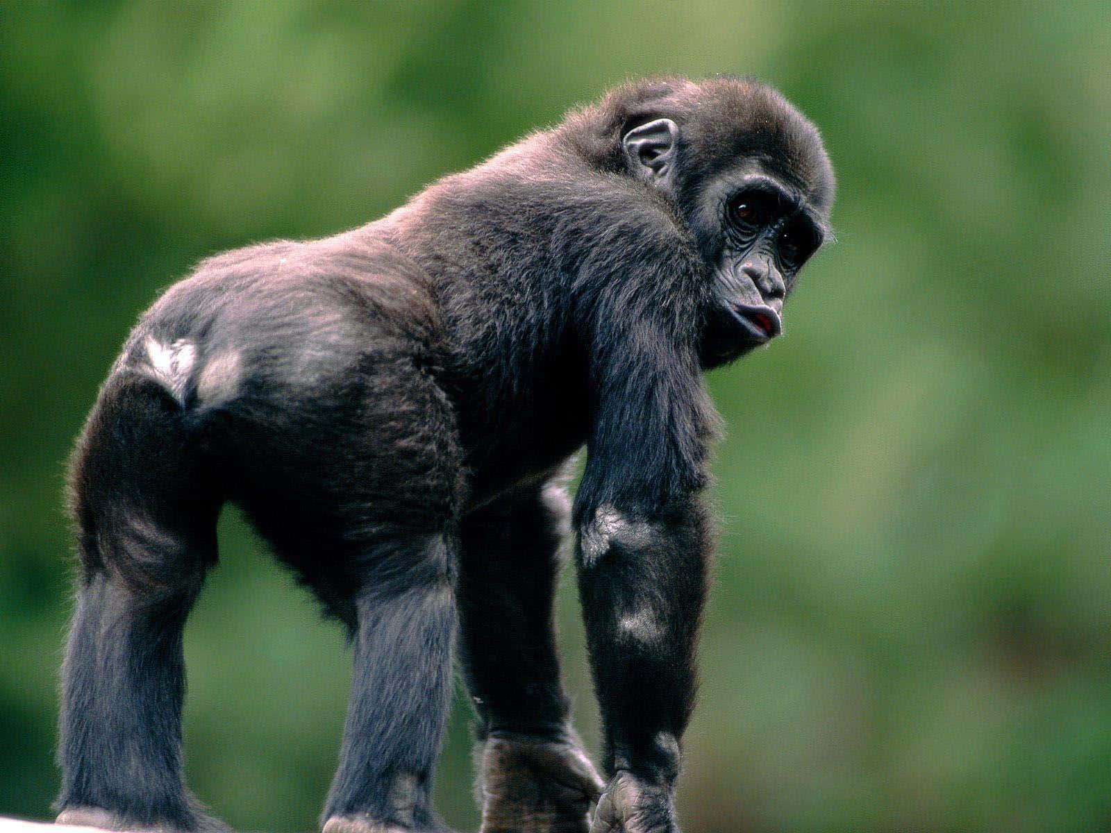Download Black Monkey Baby Gorilla Zoo Picture