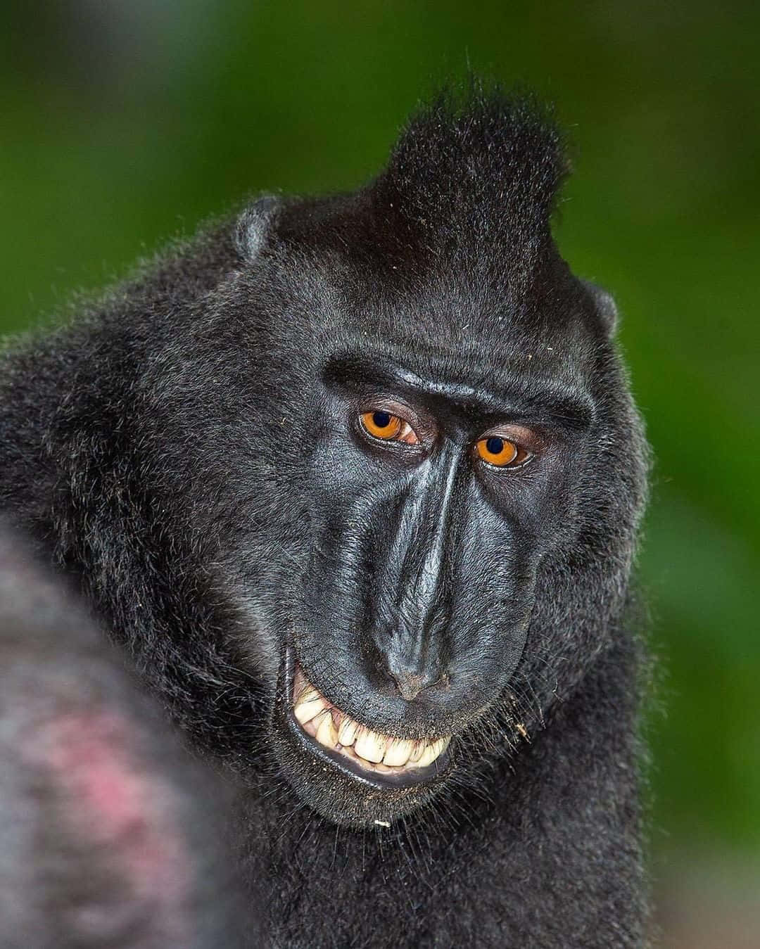 Download Black Monkey Macaque Funny Smile Picture