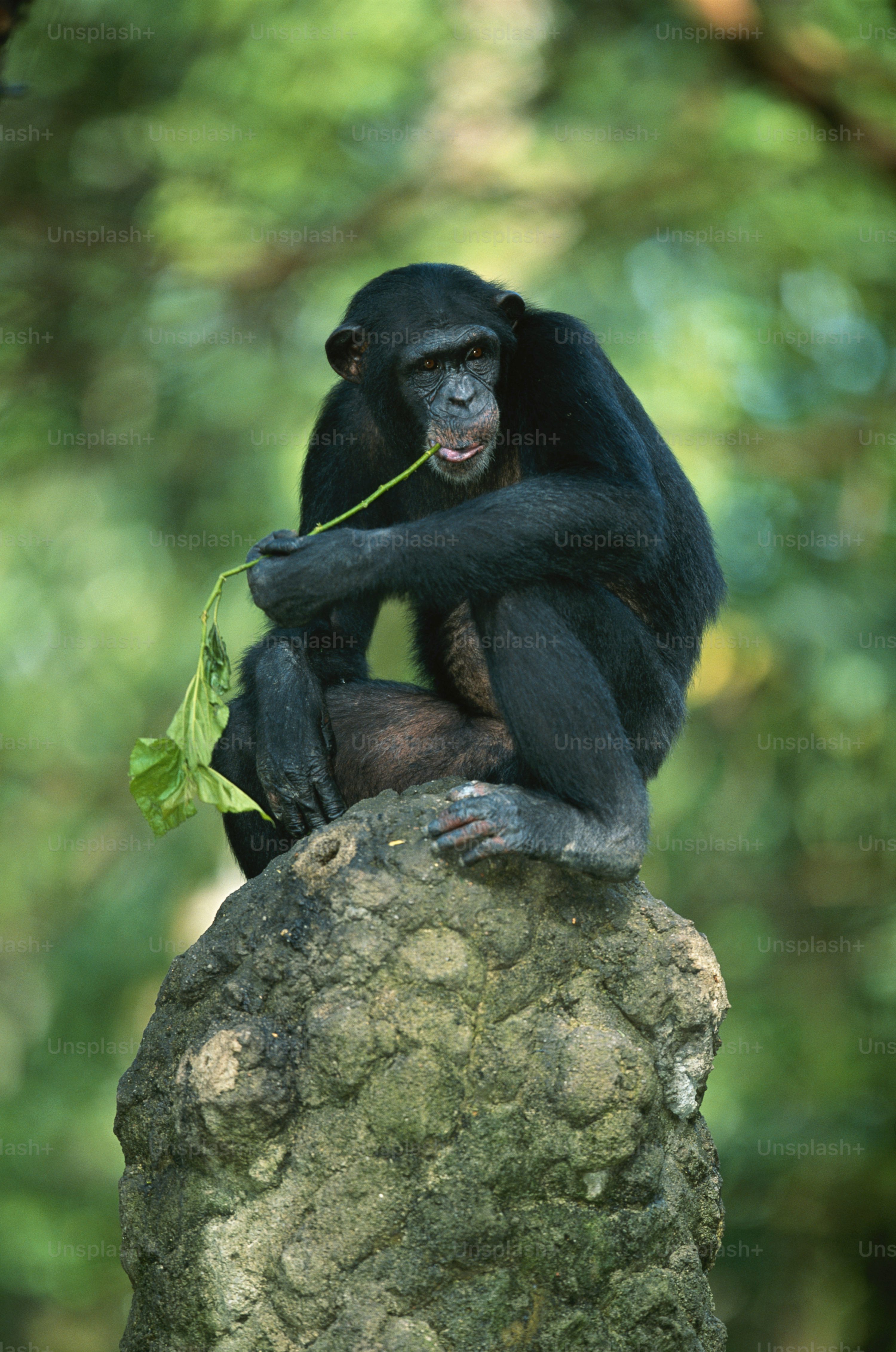 Black Monkey Picture [HD]. Download Free Image