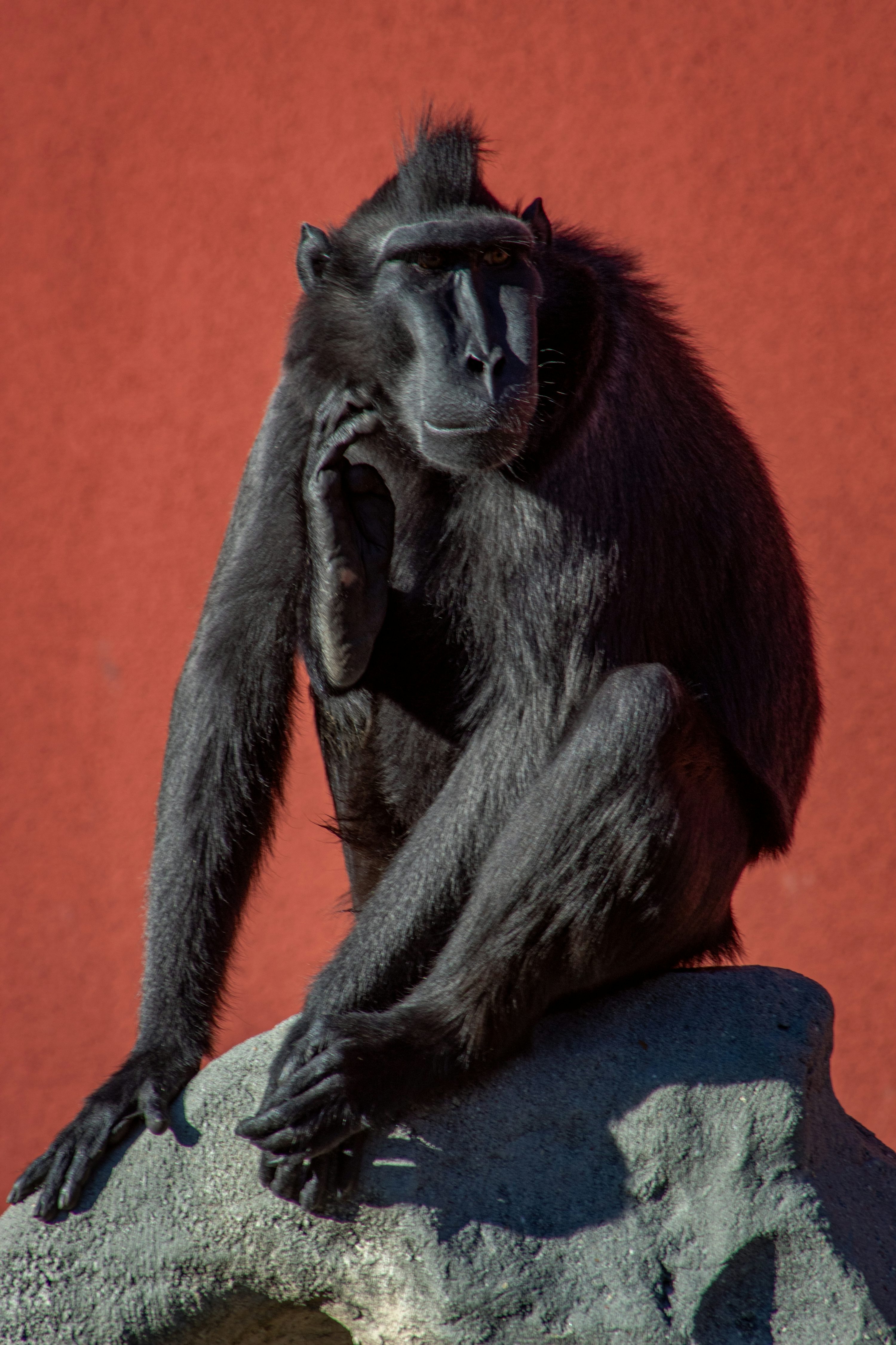 Black Monkey Picture [HD]. Download Free Image