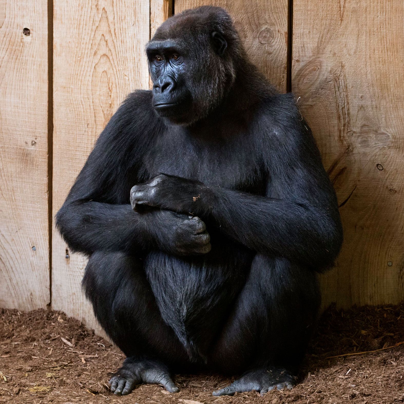 When It Comes to Gorillas, Google Photo Remains Blind