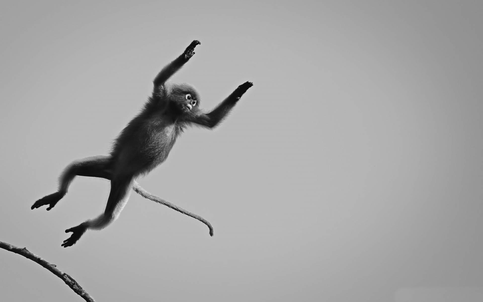 Download Black Monkey Jumping From Stick Wallpaper
