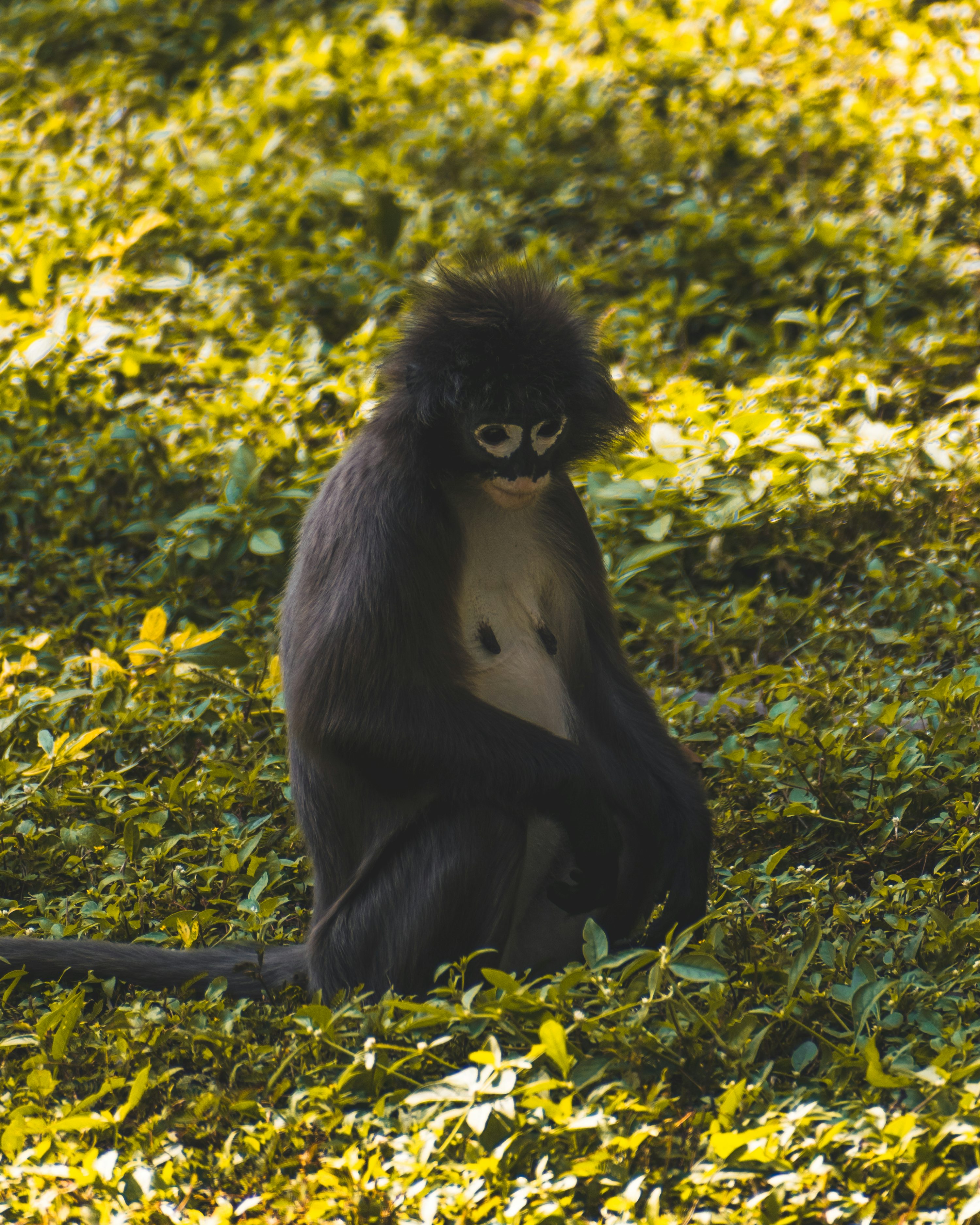 Black Monkey Picture [HD]. Download Free Image
