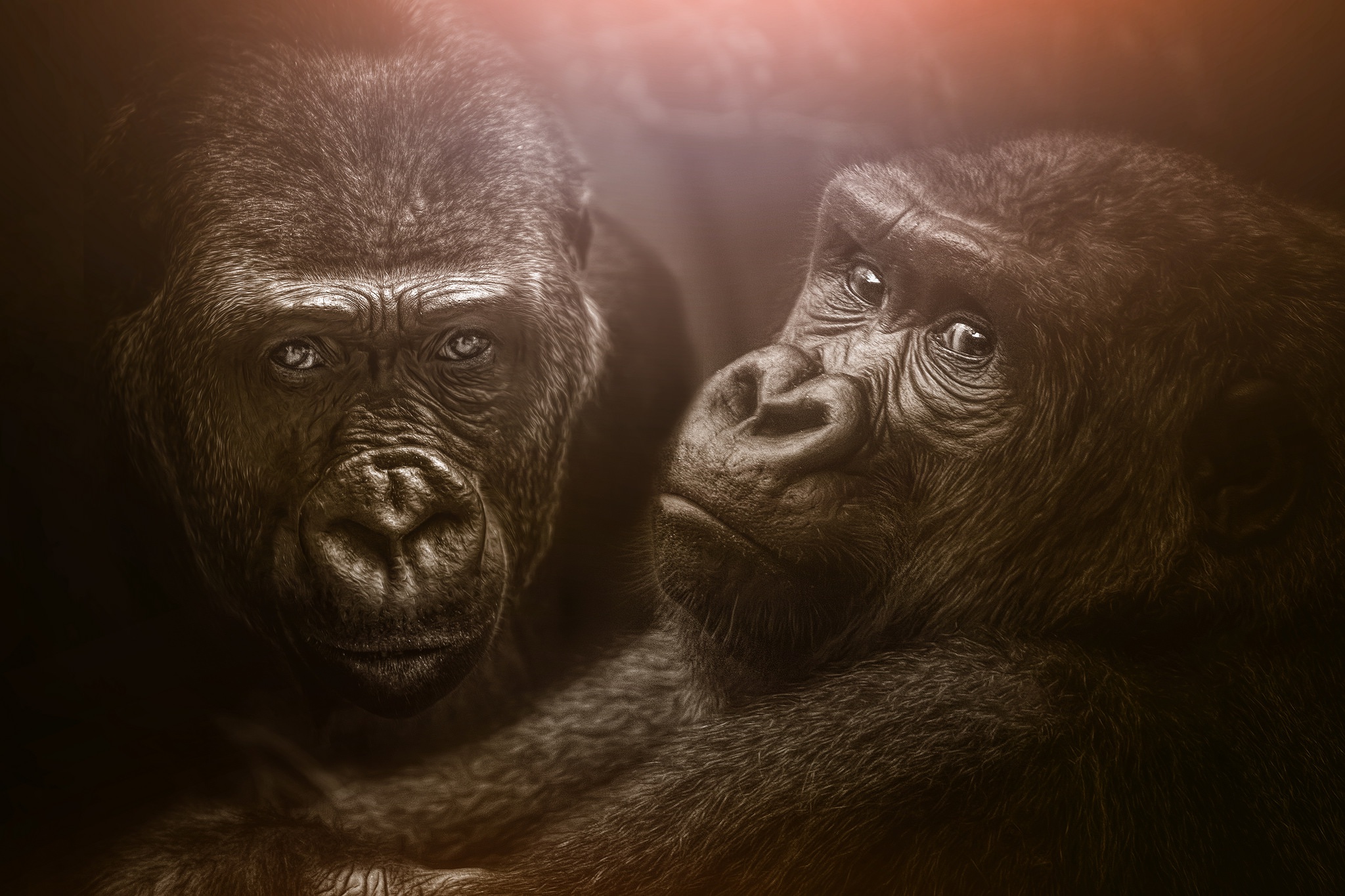 Download Monkey Primate Animal Gorilla HD Wallpaper
