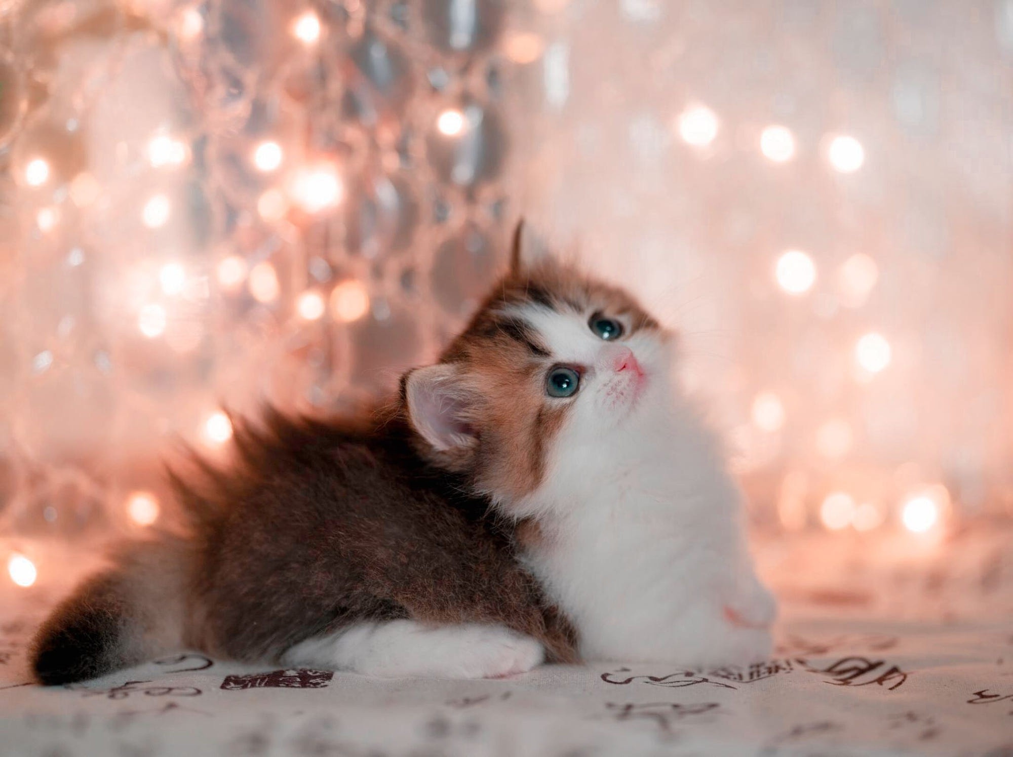 Download Baby Animal Kitten Animal Cat HD Wallpaper