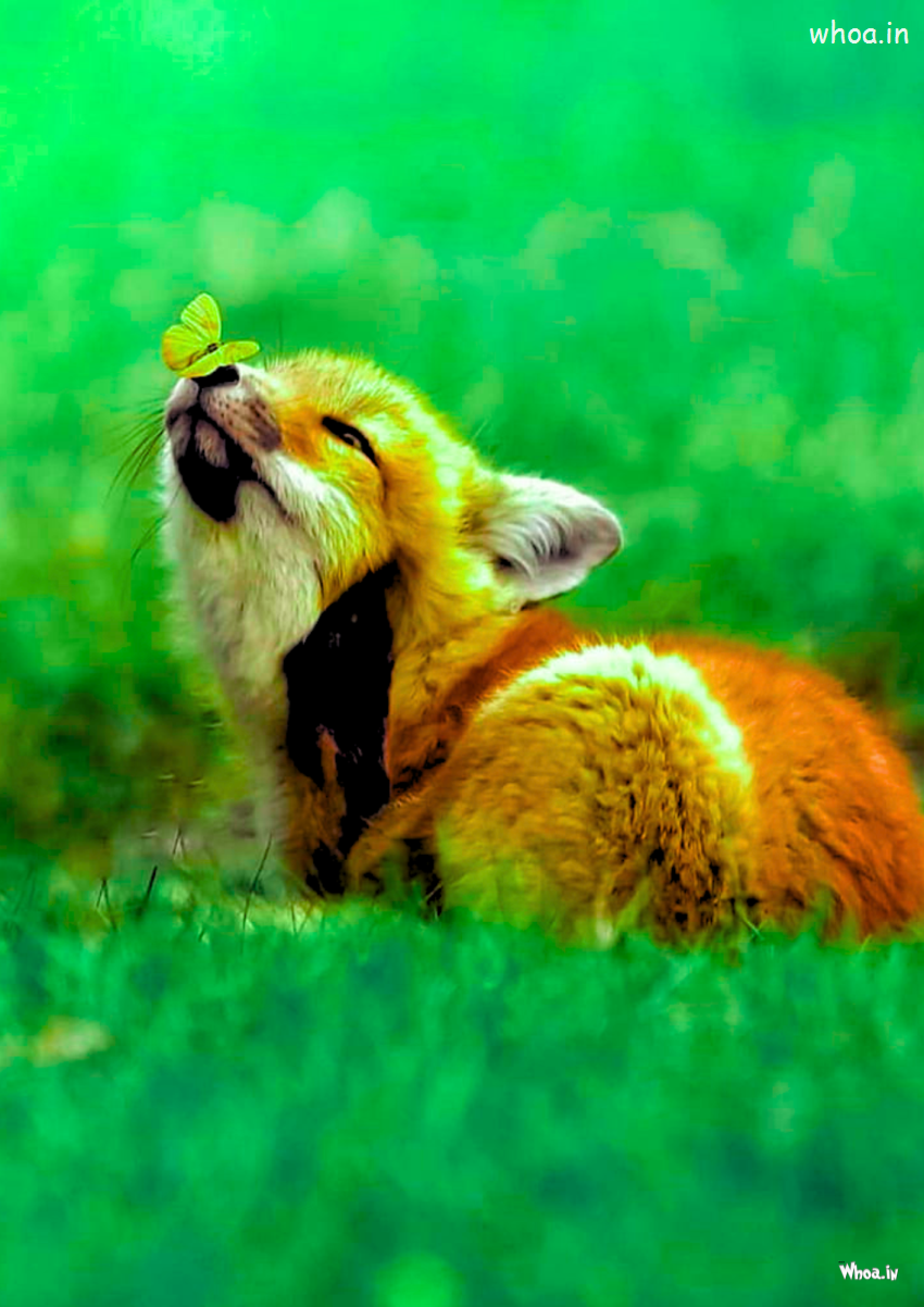 Cute Animal Photo Animal Wallpaper Latest Image Of Animals