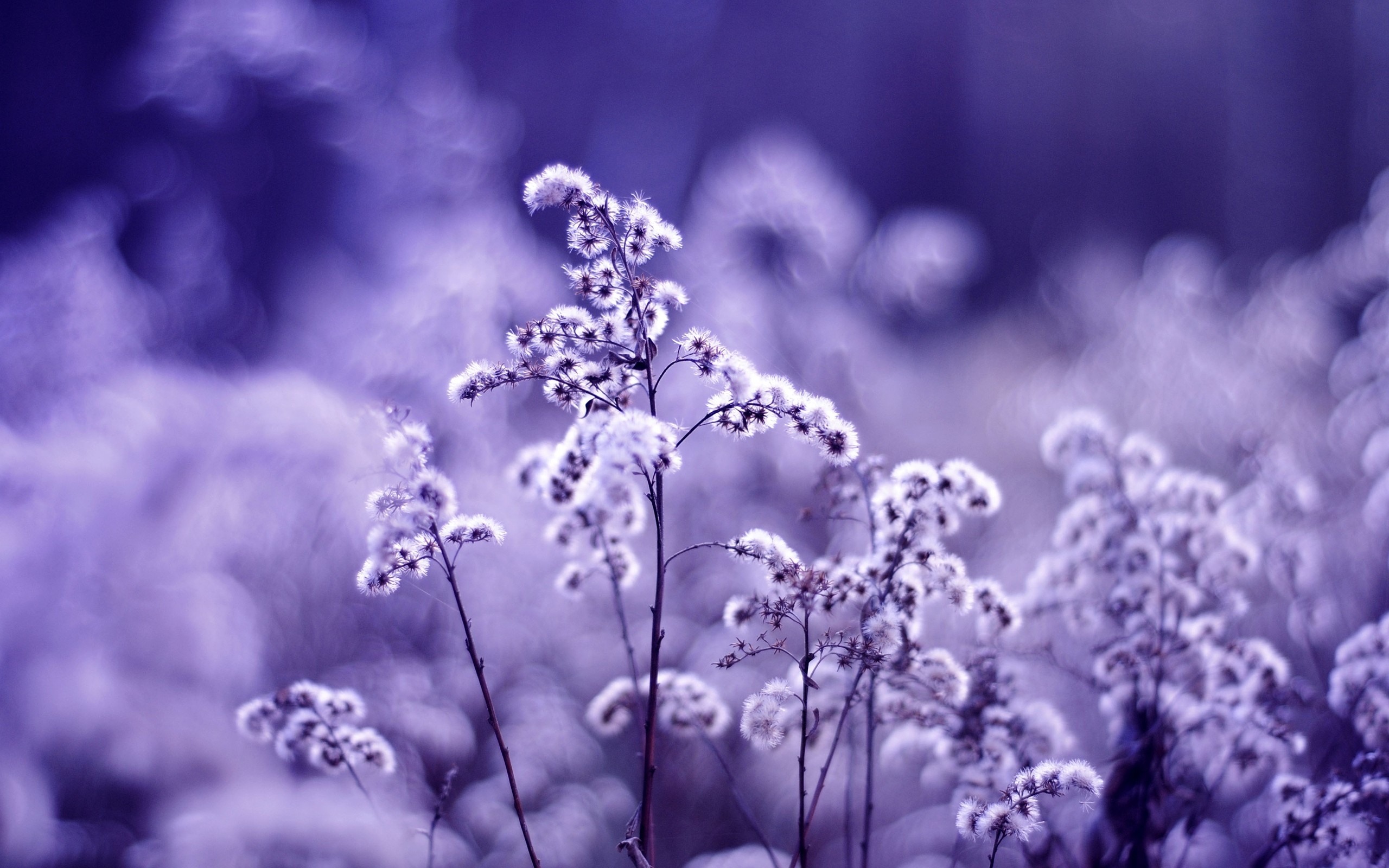 Wallpaper Wildflowers, light purple style 2560x1600 Picture, Image