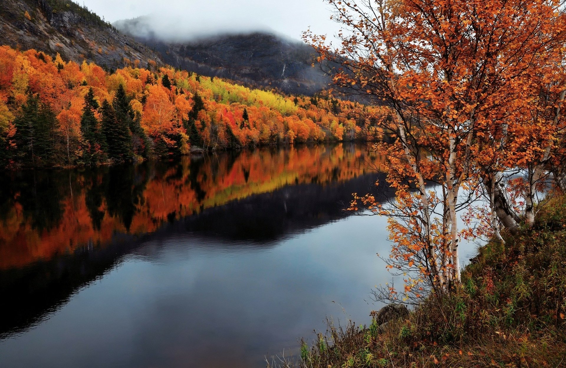 Download Newfoundland Canada Forest River Nature Fall HD Wallpaper