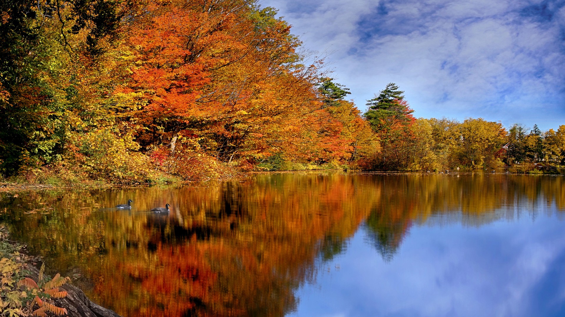 Reflection Of Trees And Cloudy Blue Sky On River Canada During Fall HD Nature Wallpaper
