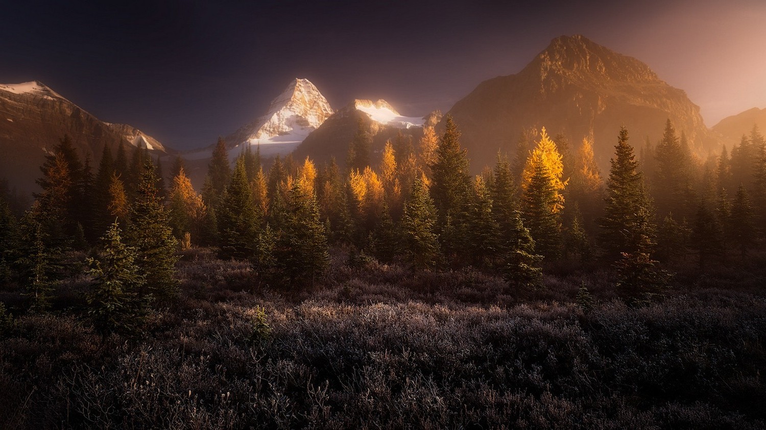 landscape, Nature, Sunrise, Mist, Forest, Mountain, Snowy Peak, Canada, Grass, Trees, Fall Wallpaper HD / Desktop and Mobile Background