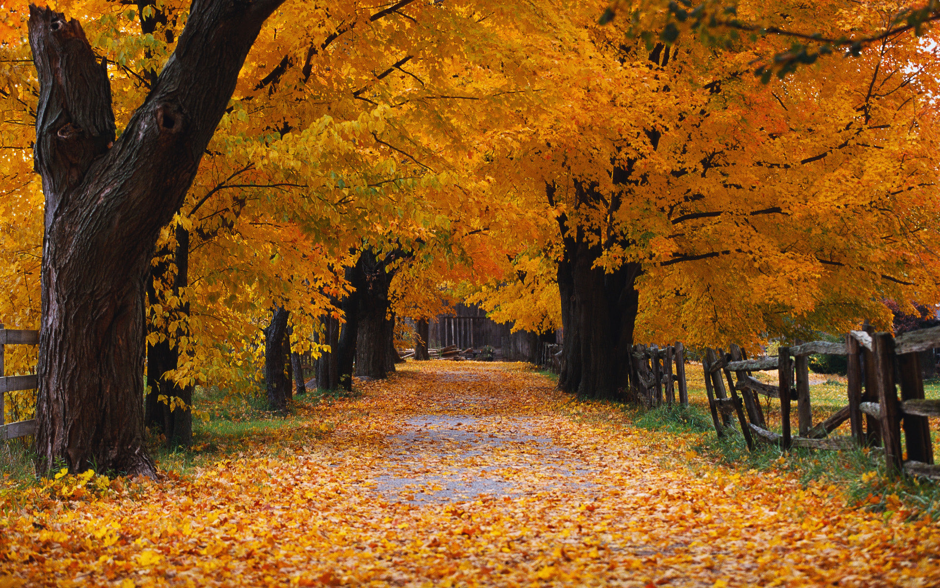 Windows On Windows is a wallpaper included in Windows XP. It shows autumn trees lining a road covered in fallen leaves. It was taken by Peter Burian on