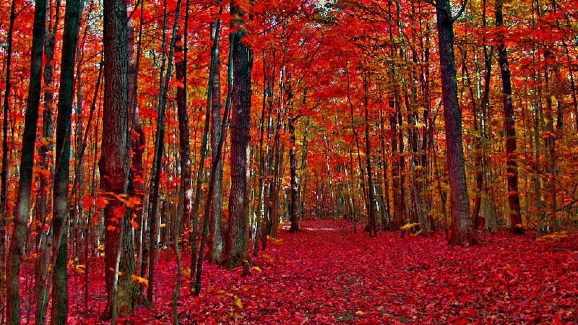 Red Autumn Fall Trees Forest Background HD Fall Wallpaper
