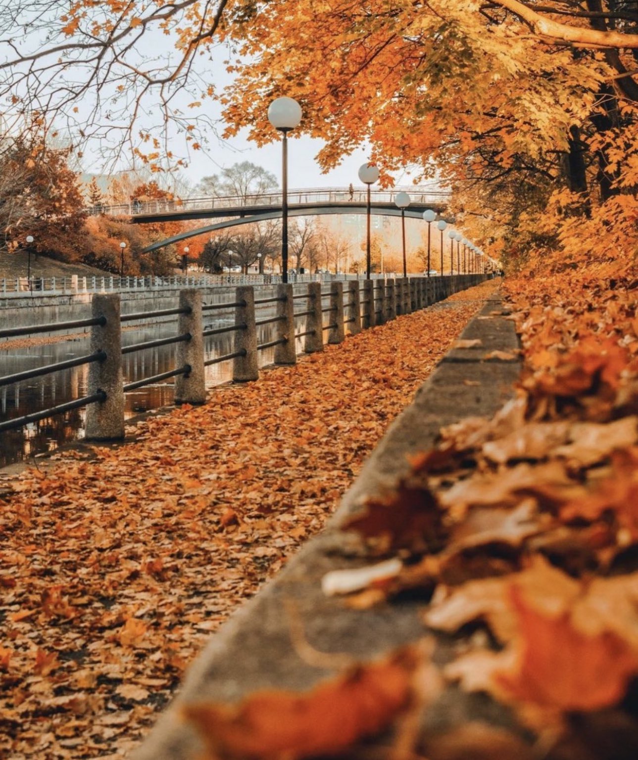 Made In Canada's Capital during the Fall