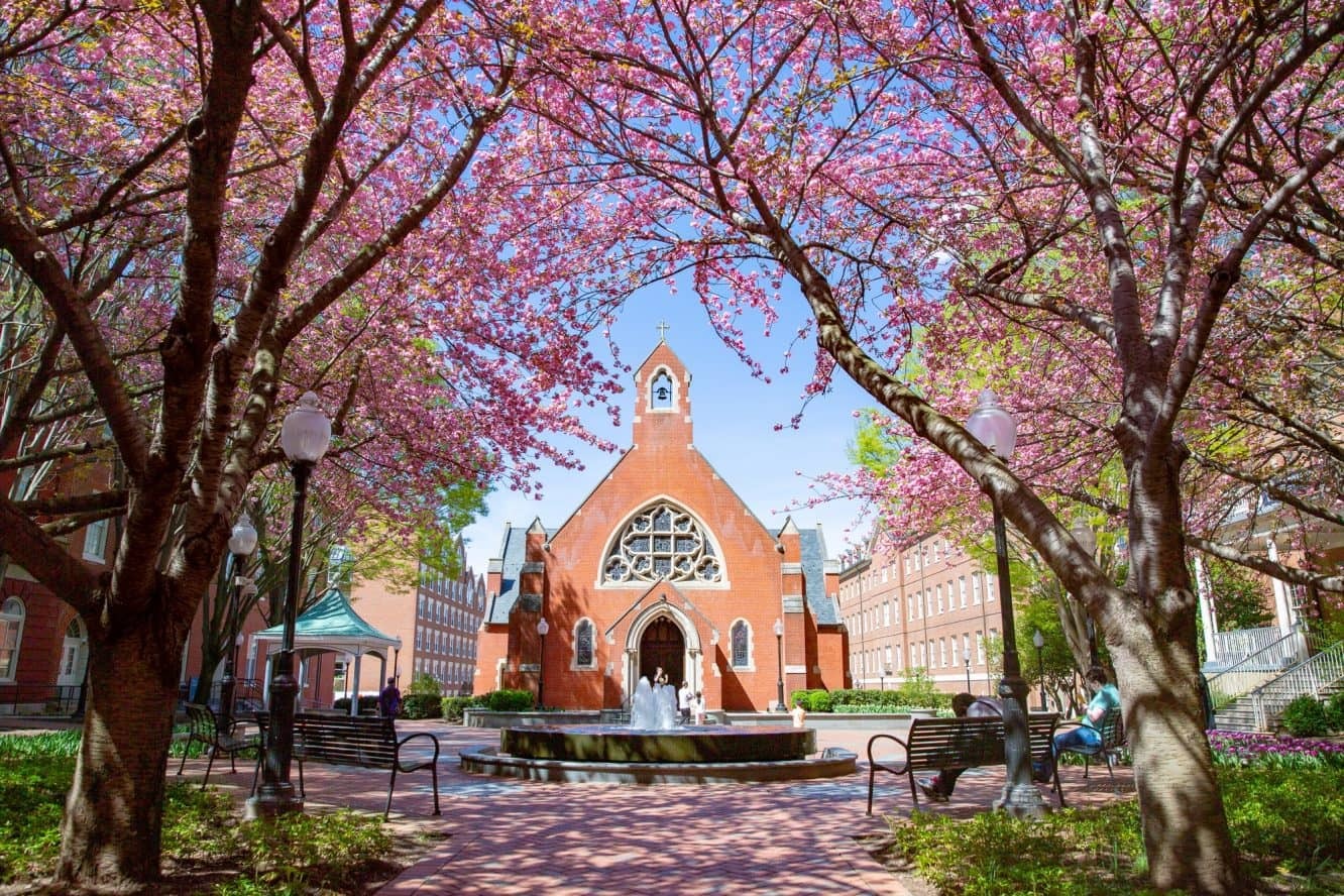 Georgetown University USA United States Pink Flowers Cherry Blossoms