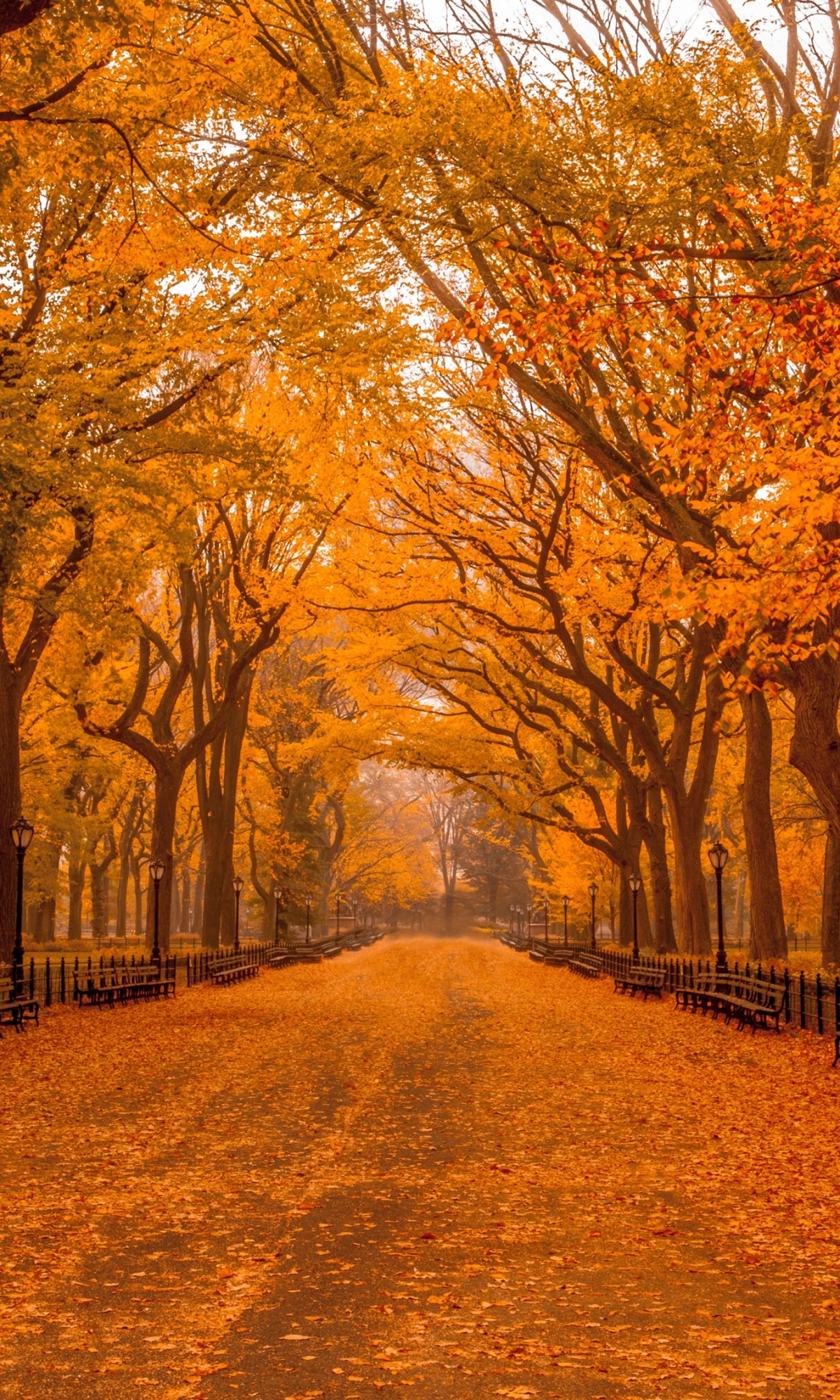 Phone wallpaper: Man Made, Central Park, New York, Park, Fall 1432306