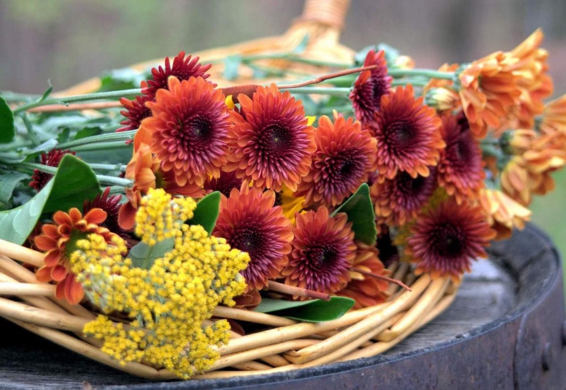 Best Fall Flowers: 18 Flowers that Bloom in Fall Homestead and Chill