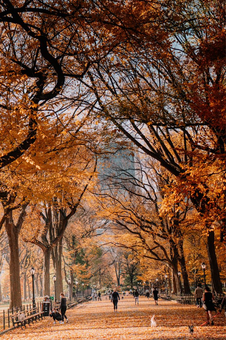 The 12 Best Instagram Spots in New York City Central Park. Top Things To Do In Fall NYC