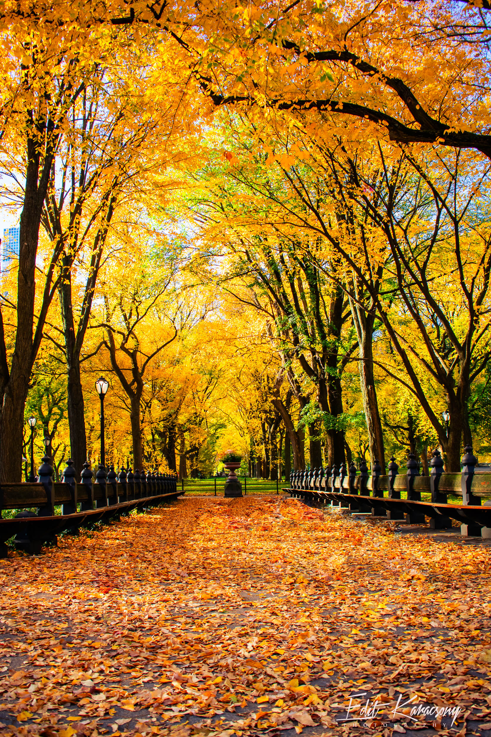 Edit Karacsony in Central Park. Happy Friday, everyone! New York City