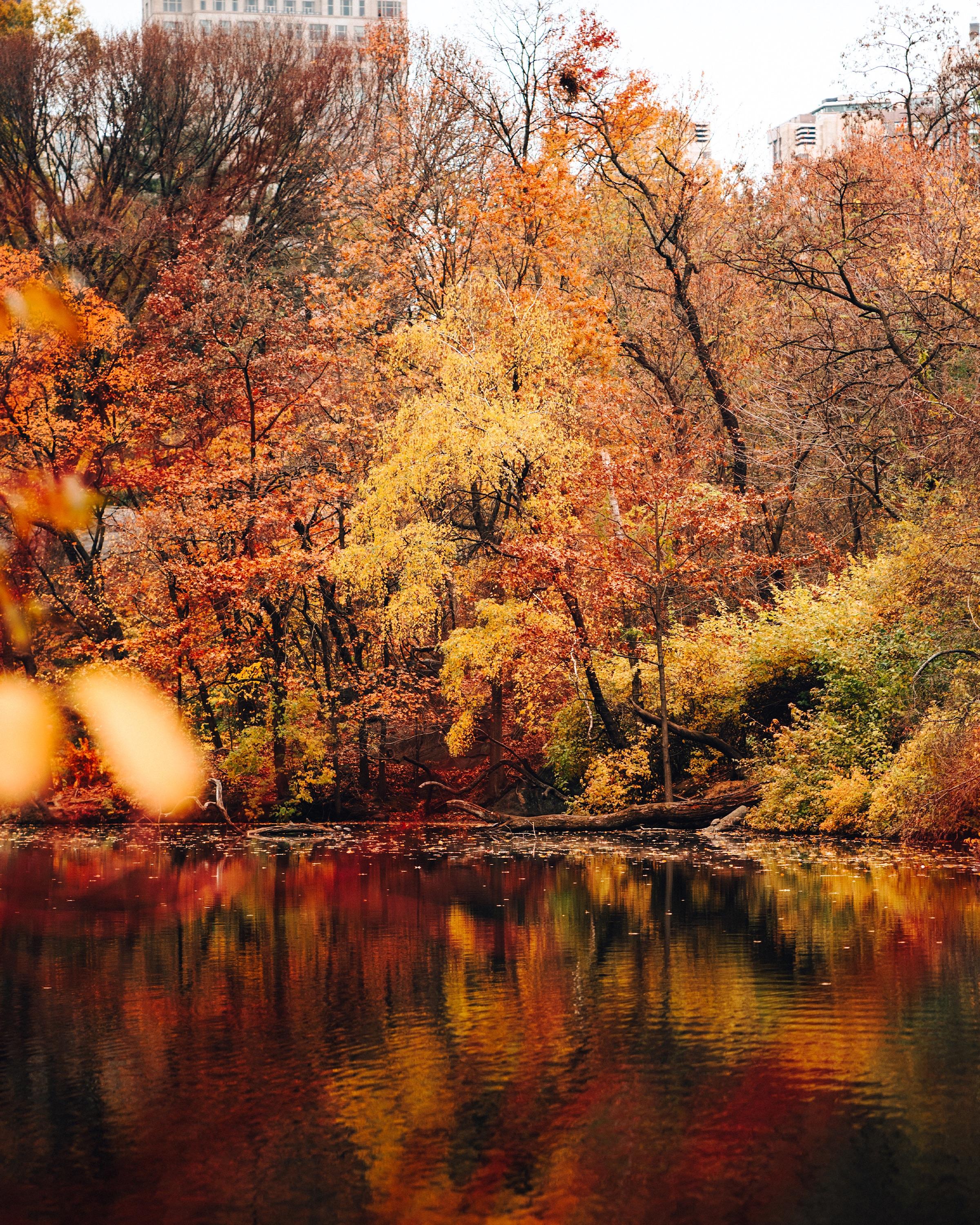 Caught some color in Central Park this past week!