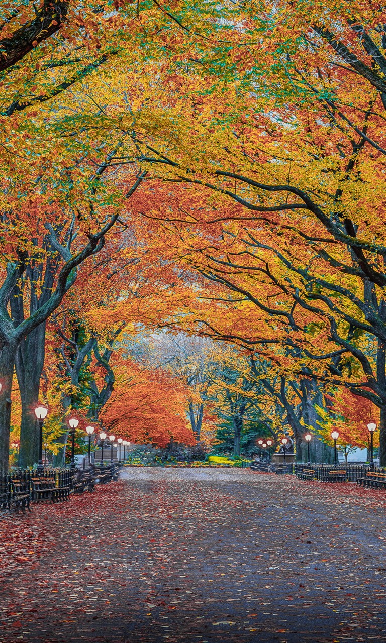 Road With Leaves Between Autumn Yellow Red Trees In Herbst Park New York City 4K HD Nature Wallpaper
