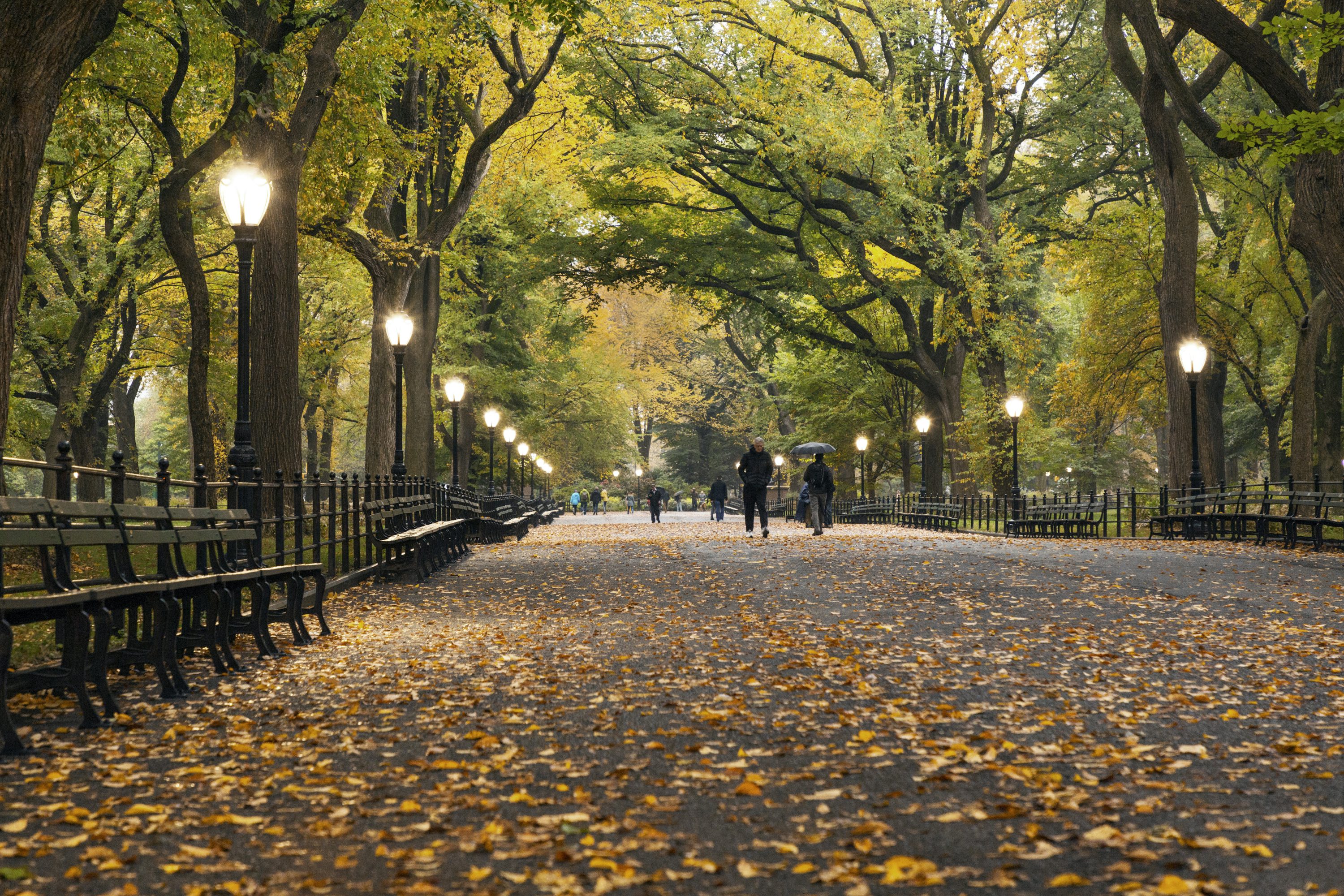 Central Park Picture [HD]. Download Free Image