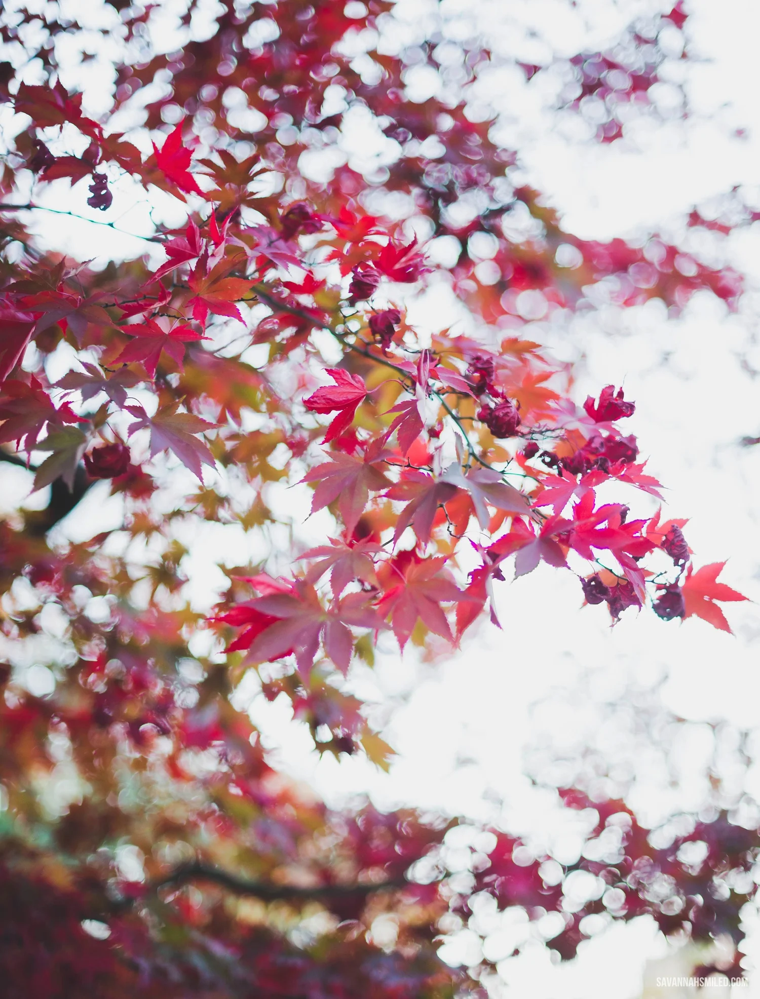 NYC. Autumn in Central Park