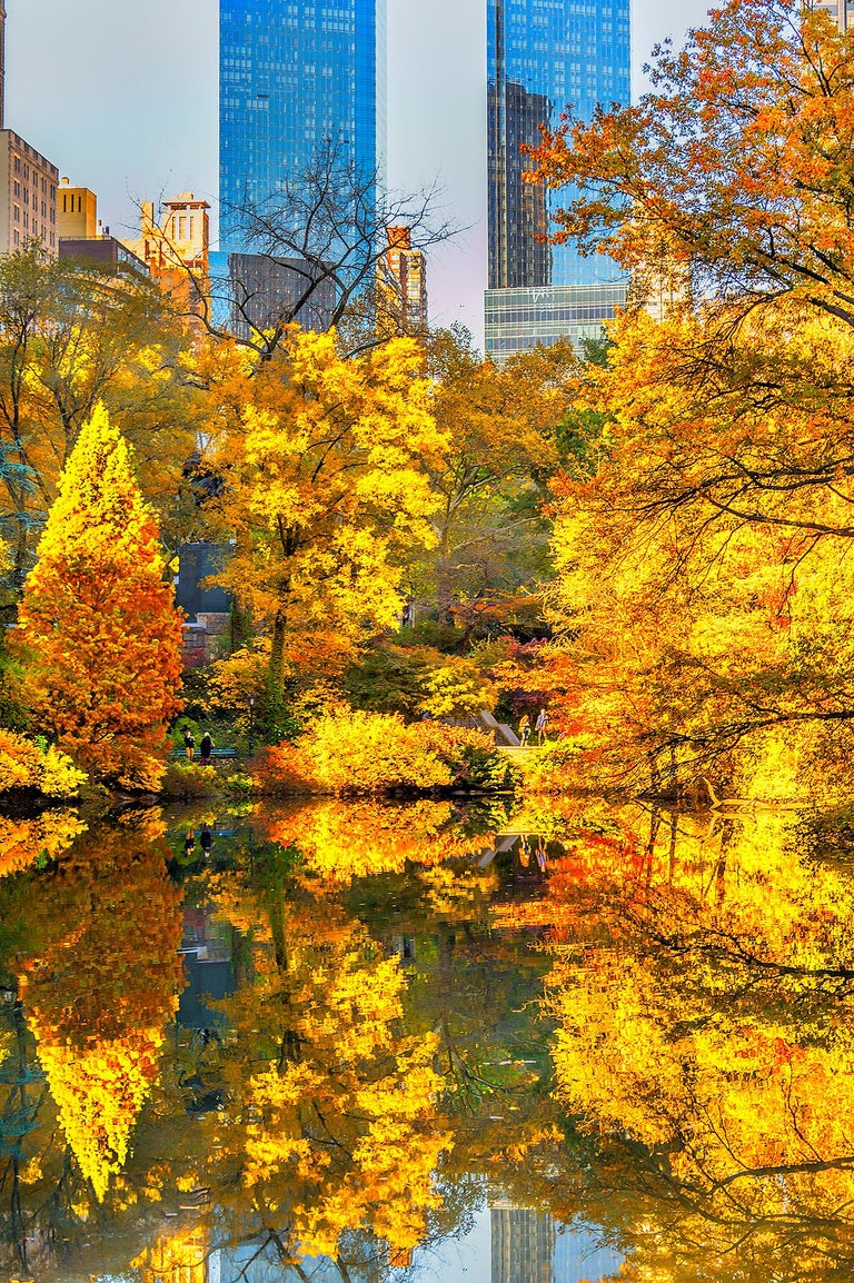 Mitchell Funk and Yellow Foliage in Central Park