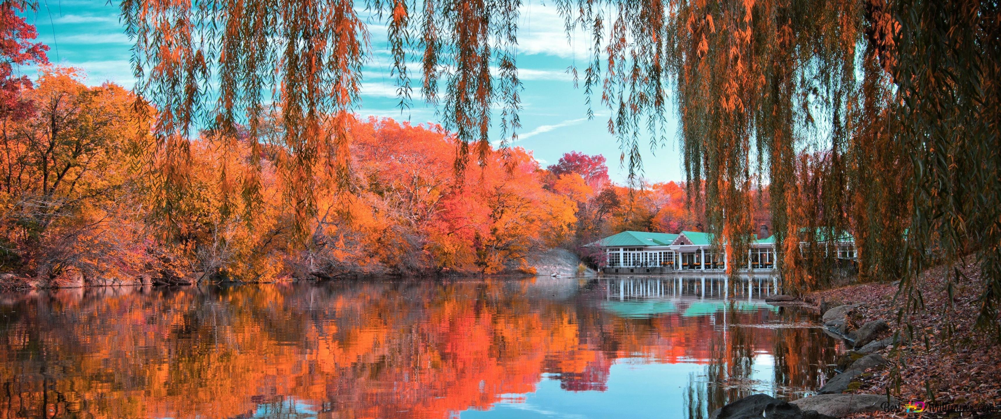 Central park pond 4K wallpaper download