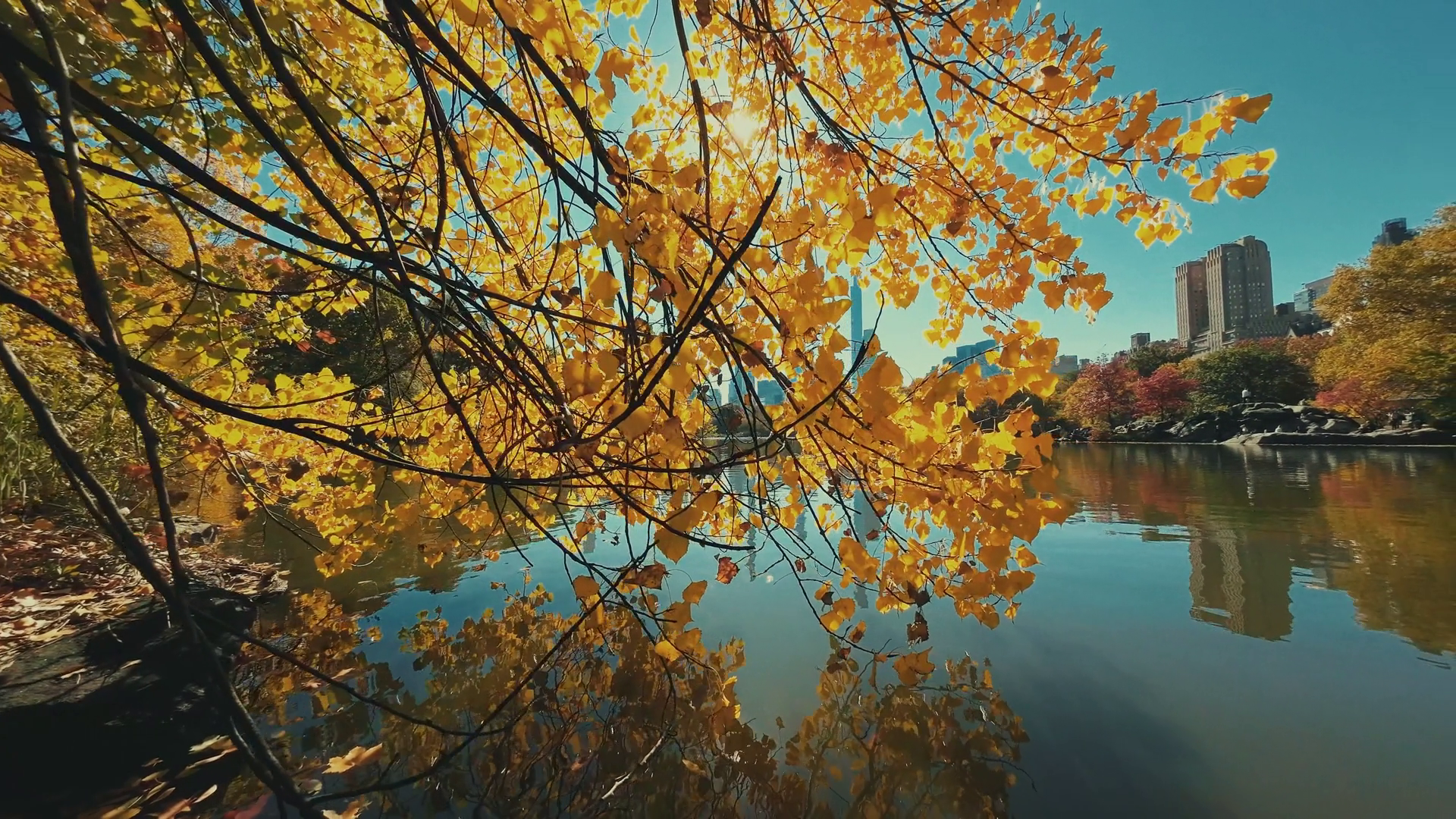 New York City Central Park urban view with lake in Autumn in slow motion