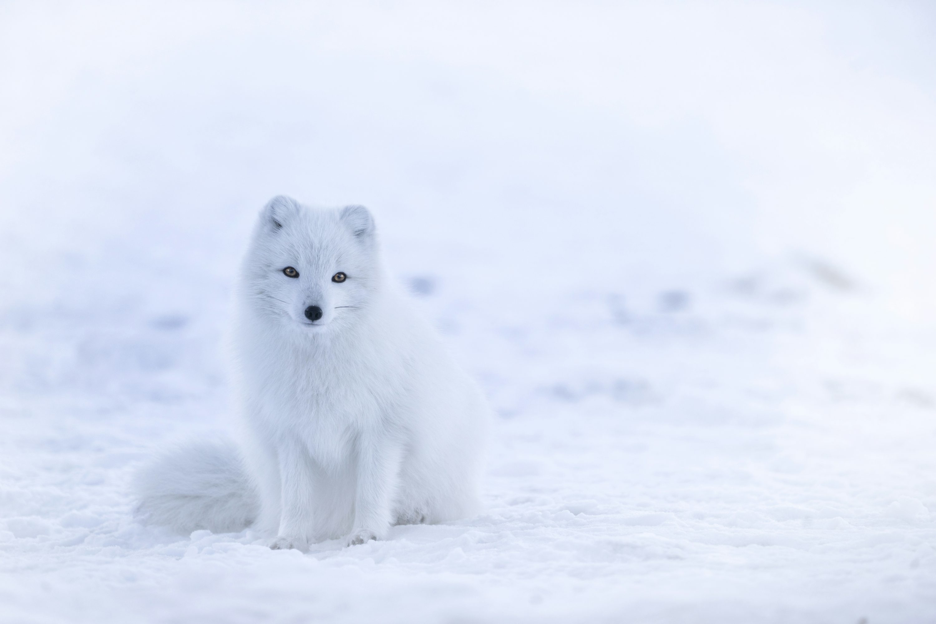 Snow Fox Picture. Download Free Image