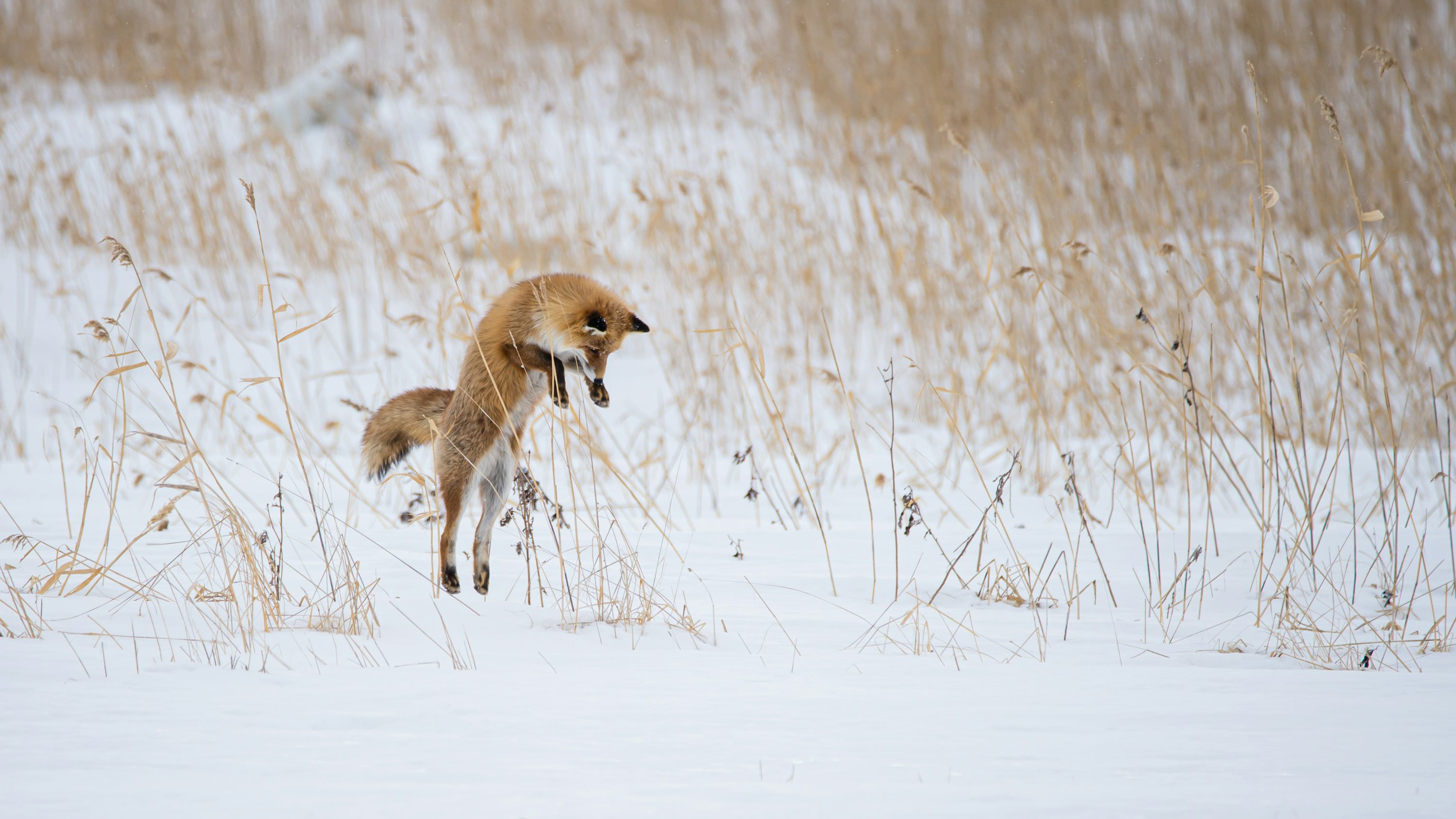 Snow Fox Picture. Download Free Image