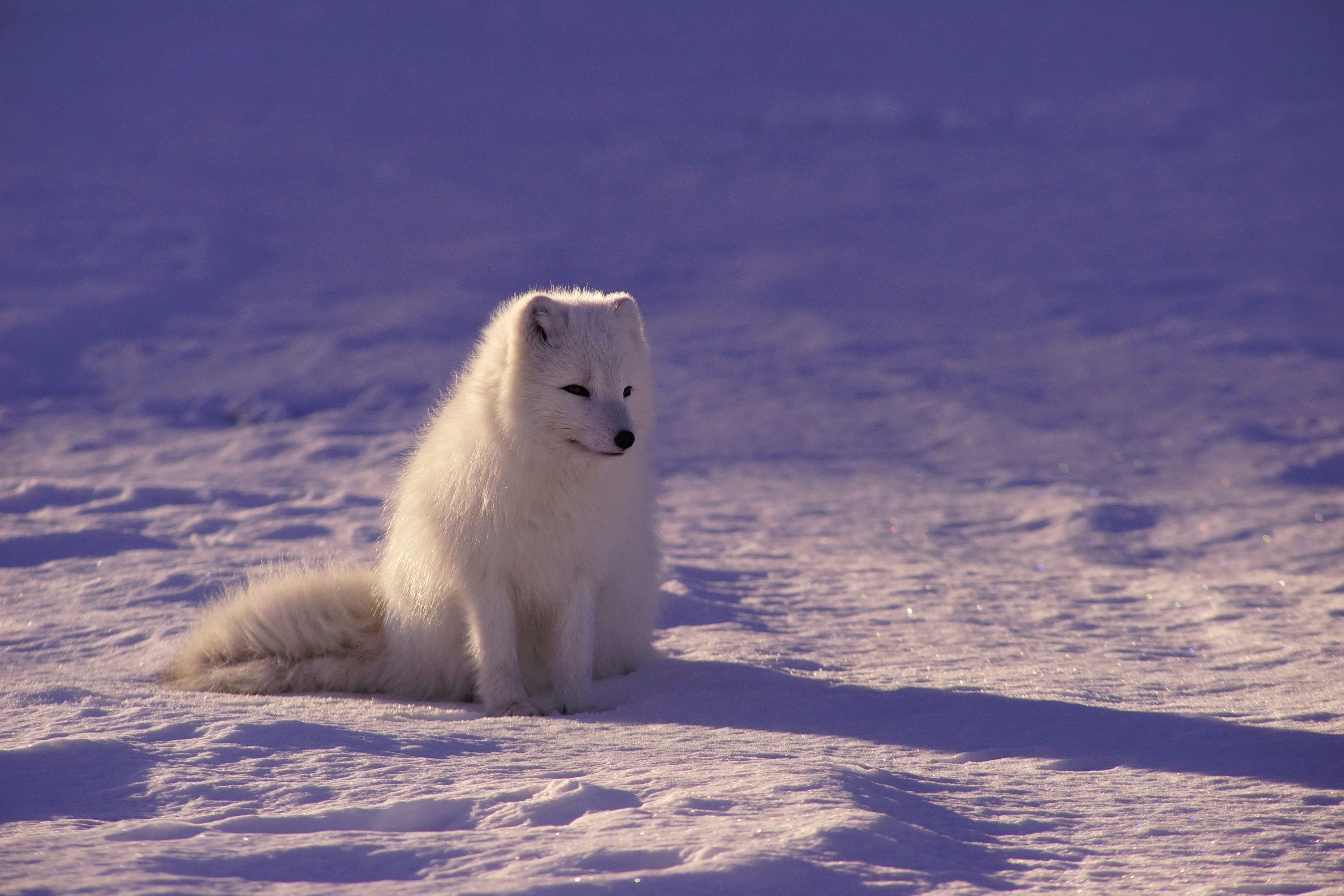 Snow Fox Picture. Download Free Image