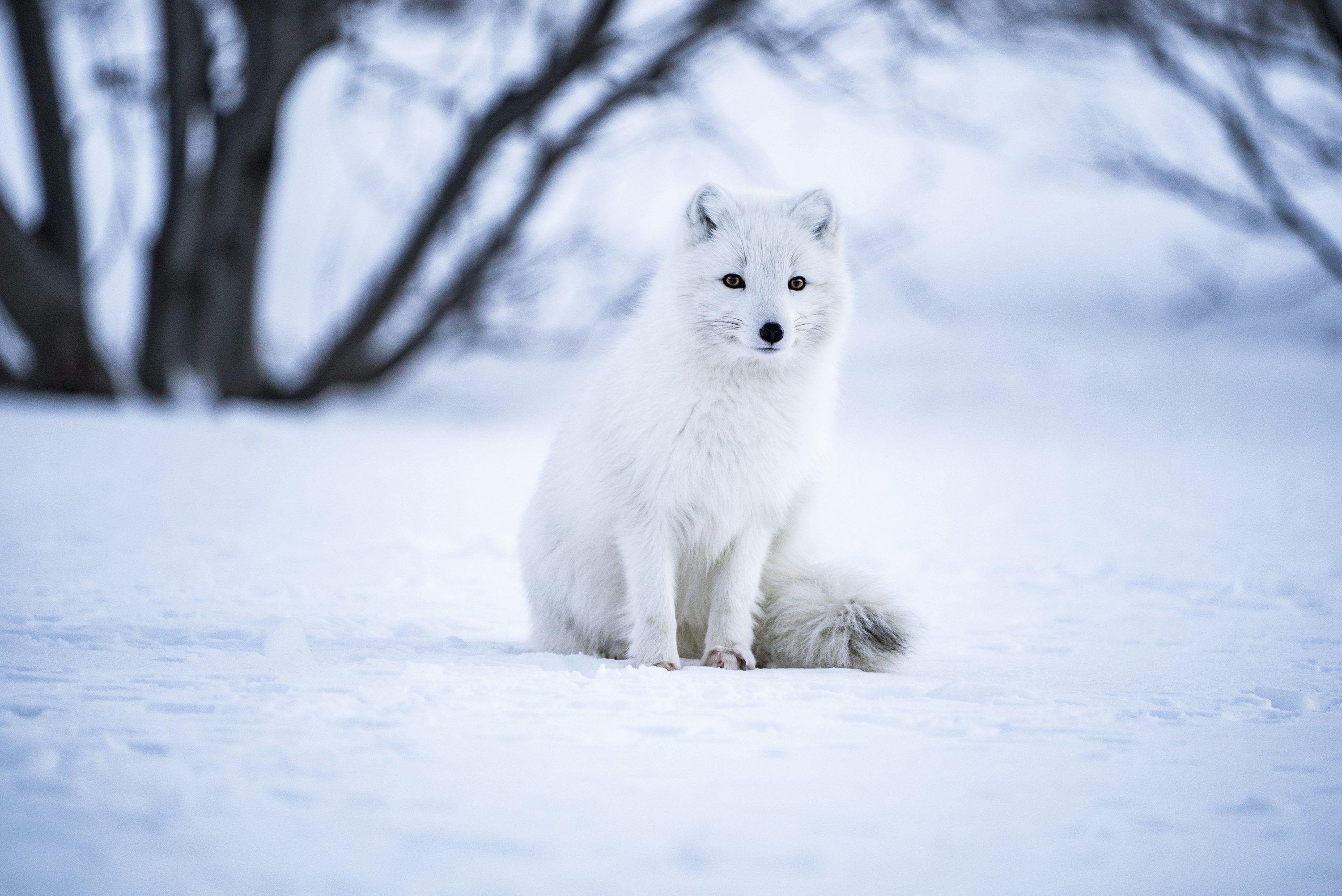 Snow Fox Picture. Download Free Image
